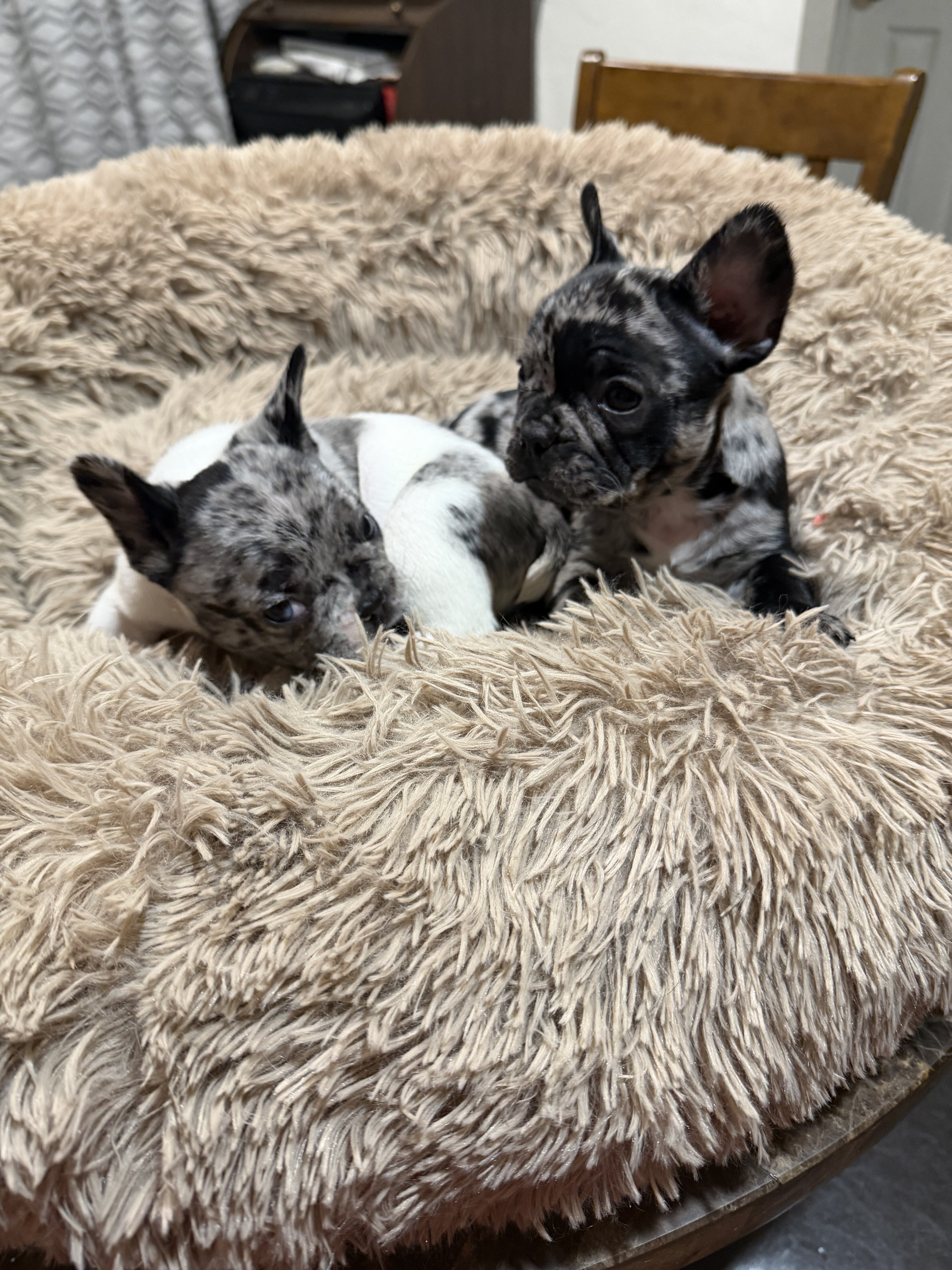 French bulldogs image 2