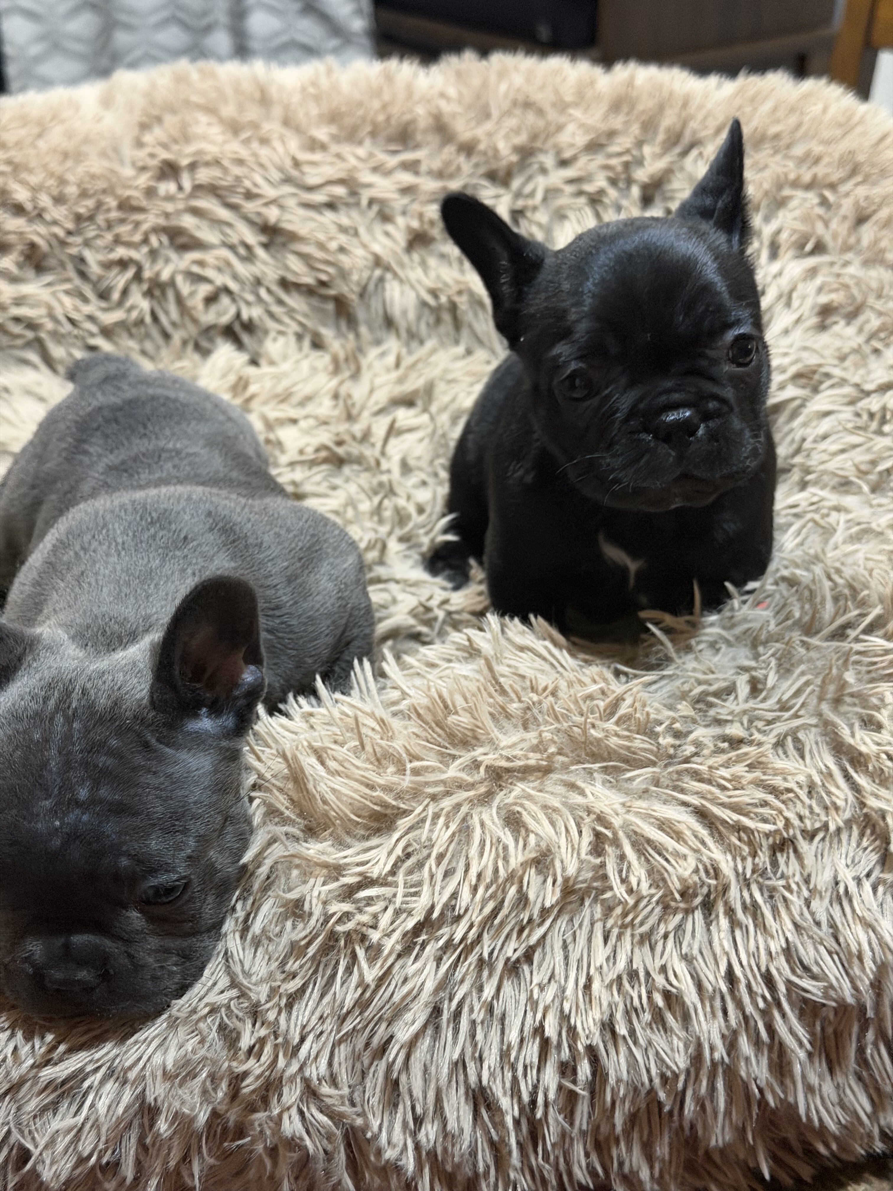 French bulldogs image 1