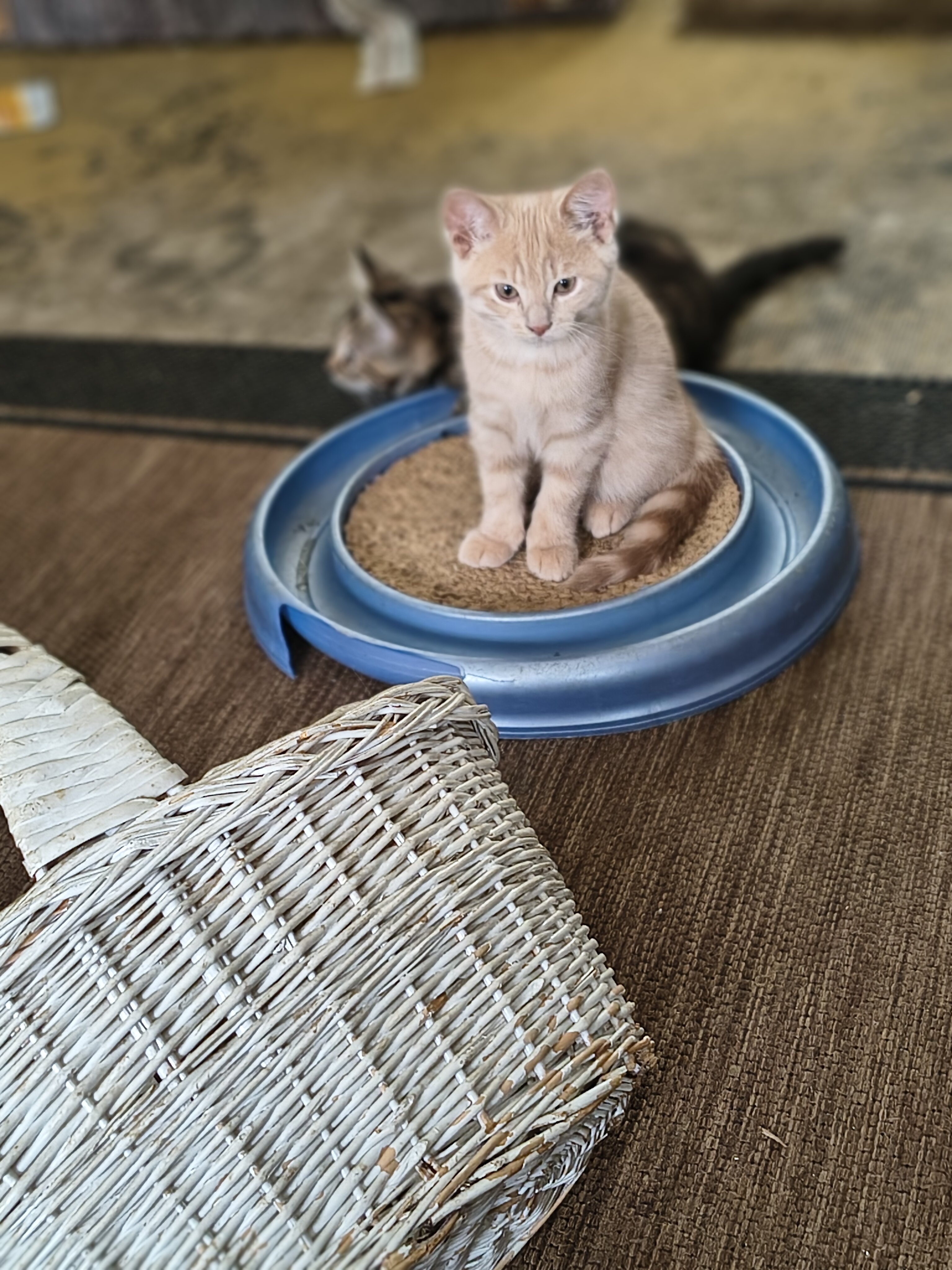 Kittens image 1