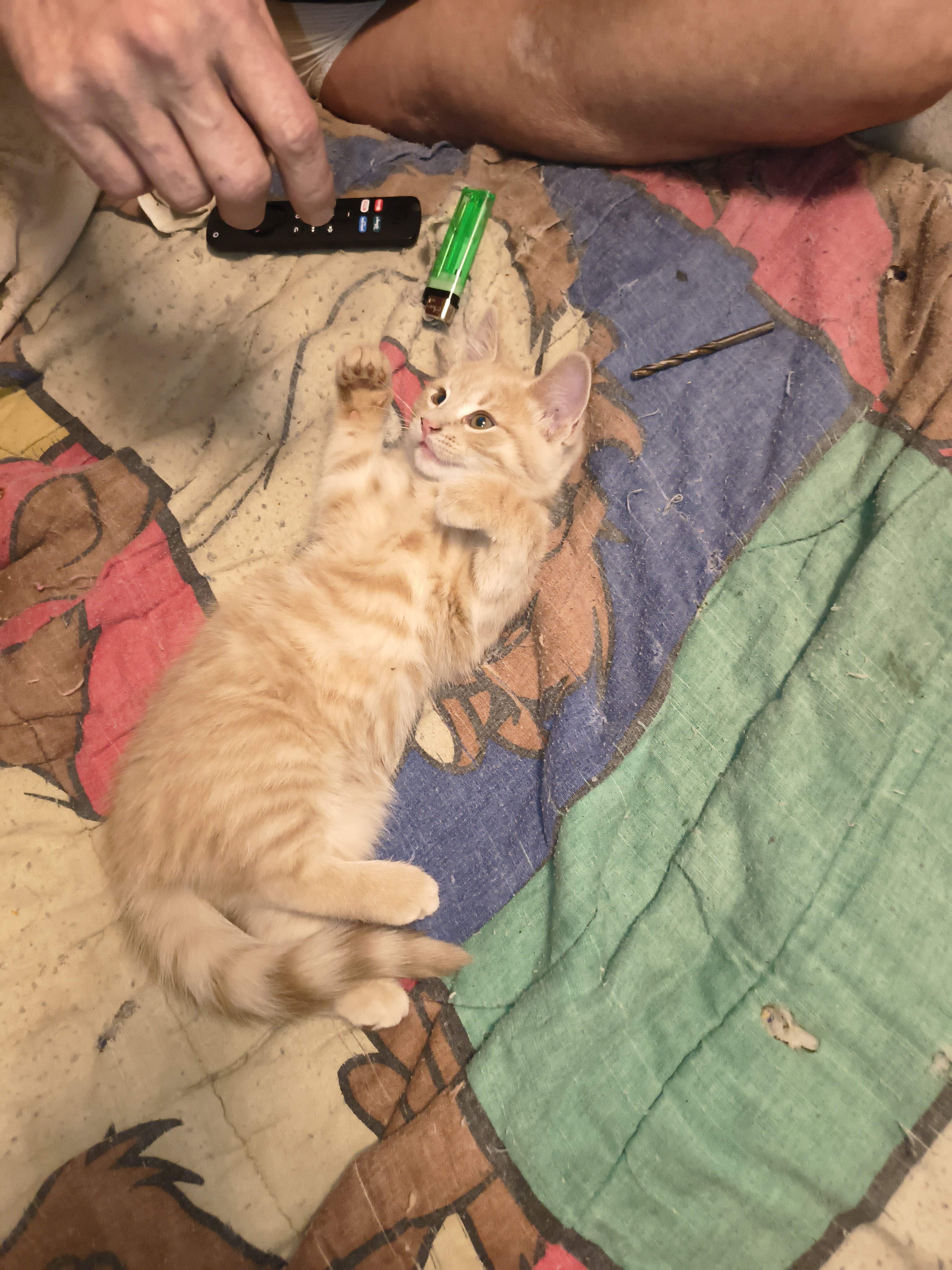 Kittens image 2