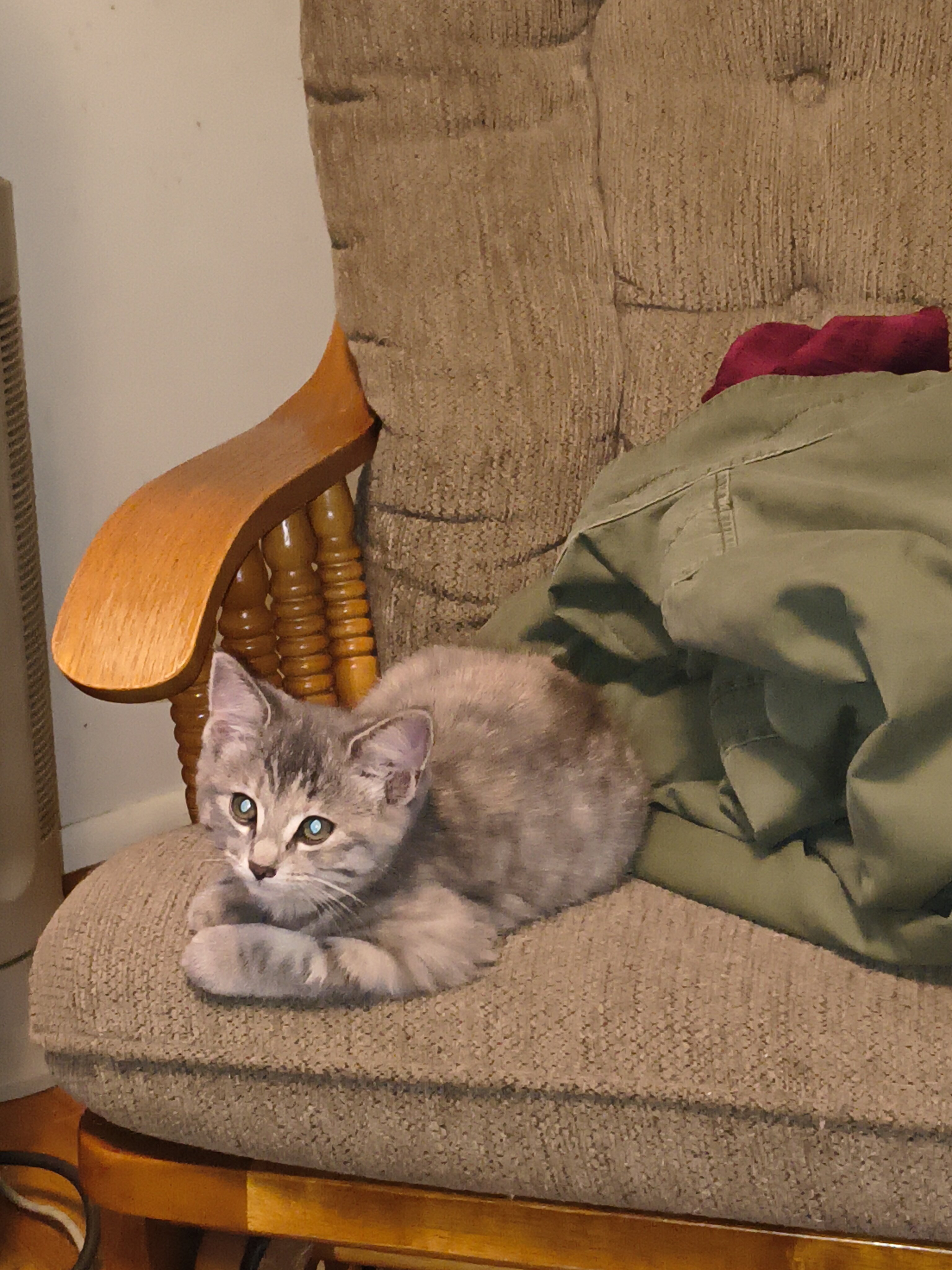Kittens image 3