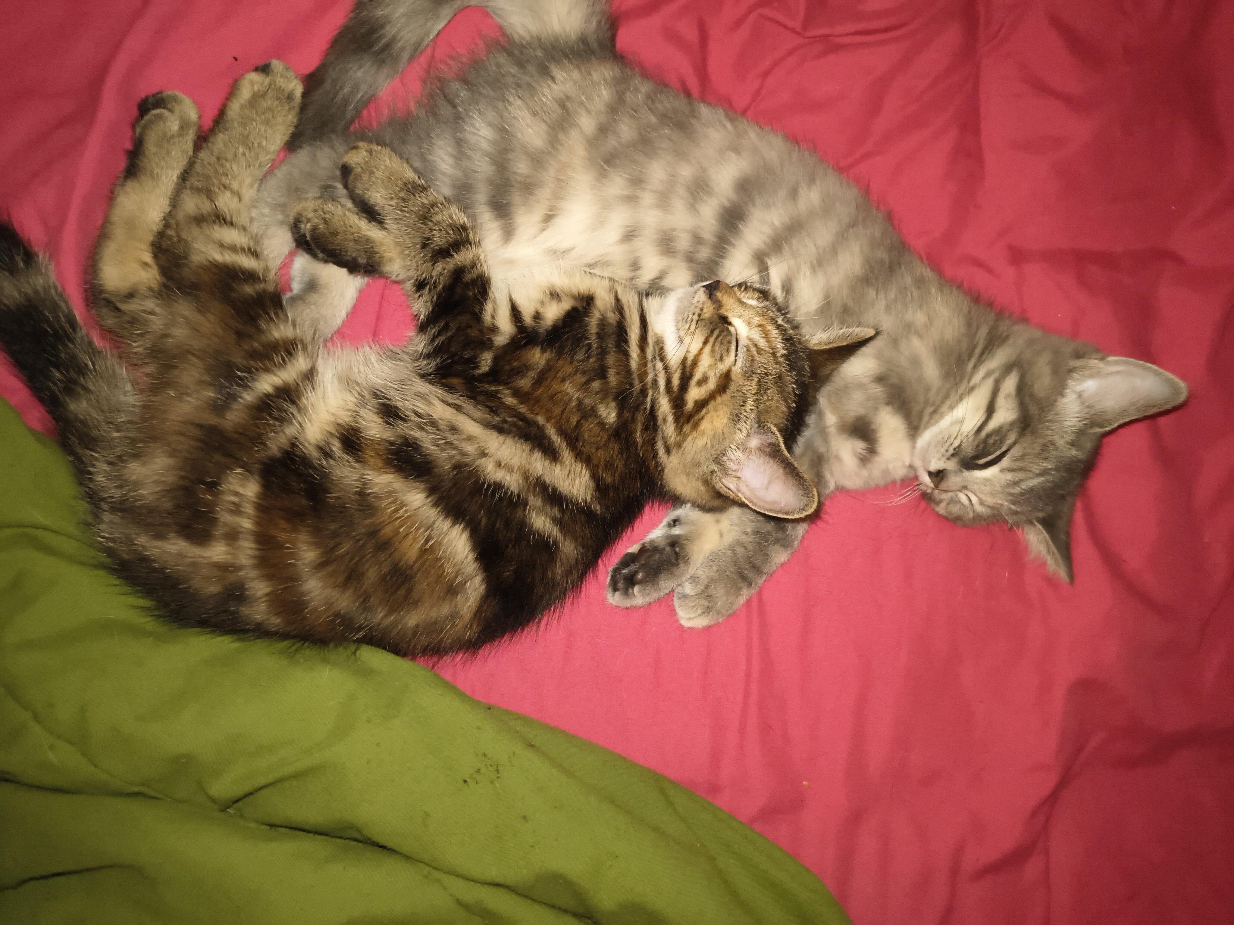 Kittens image 4