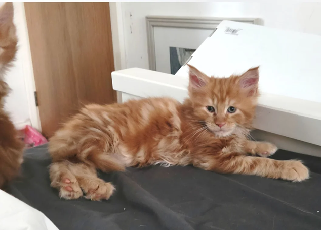 Maine Coon Kittens image 1