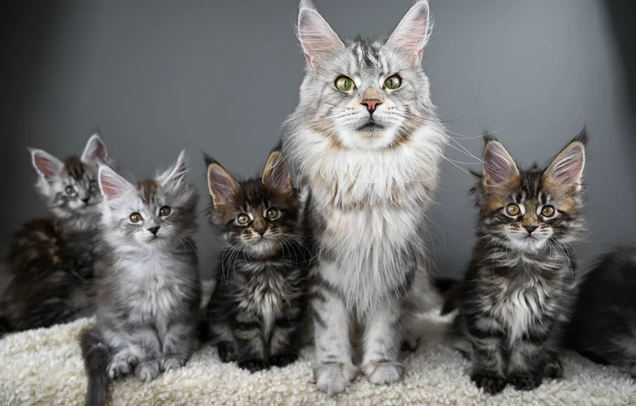 Maine Coon Kittens image 3