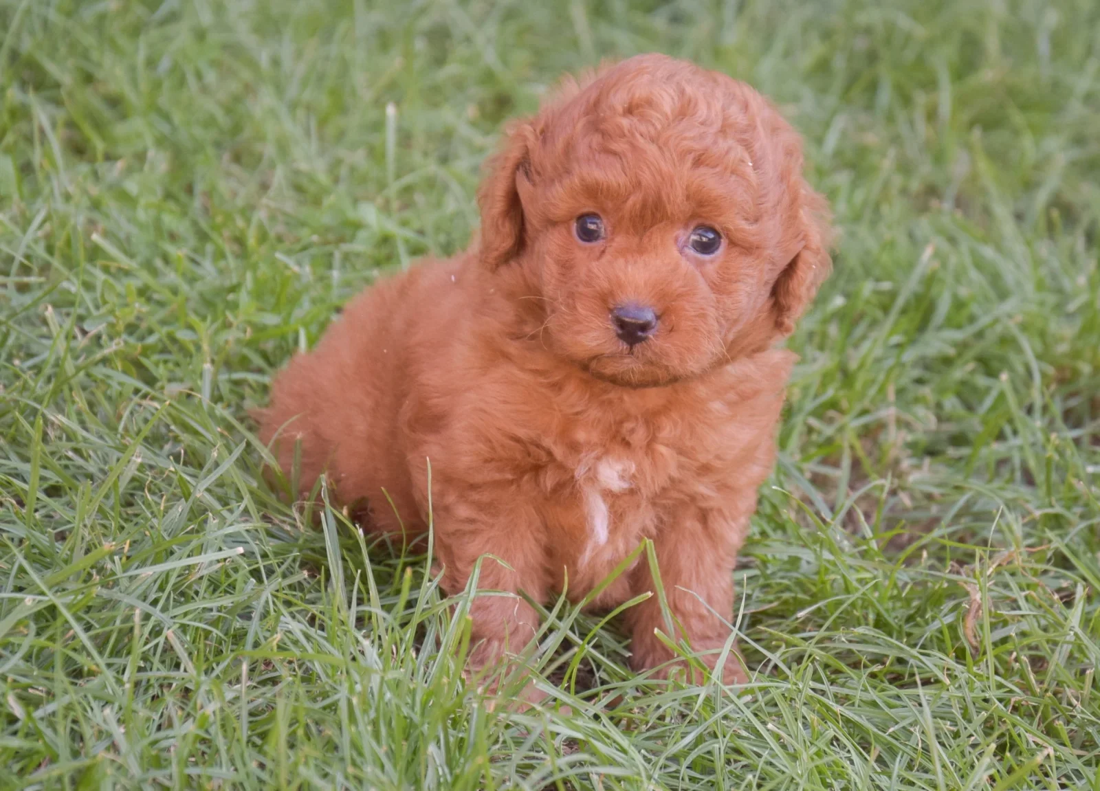 Charlie – goldendoodle – Labradoodle image 1
