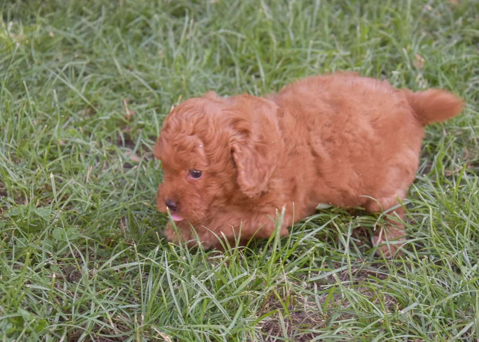 Charlie – goldendoodle – Labradoodle image 2