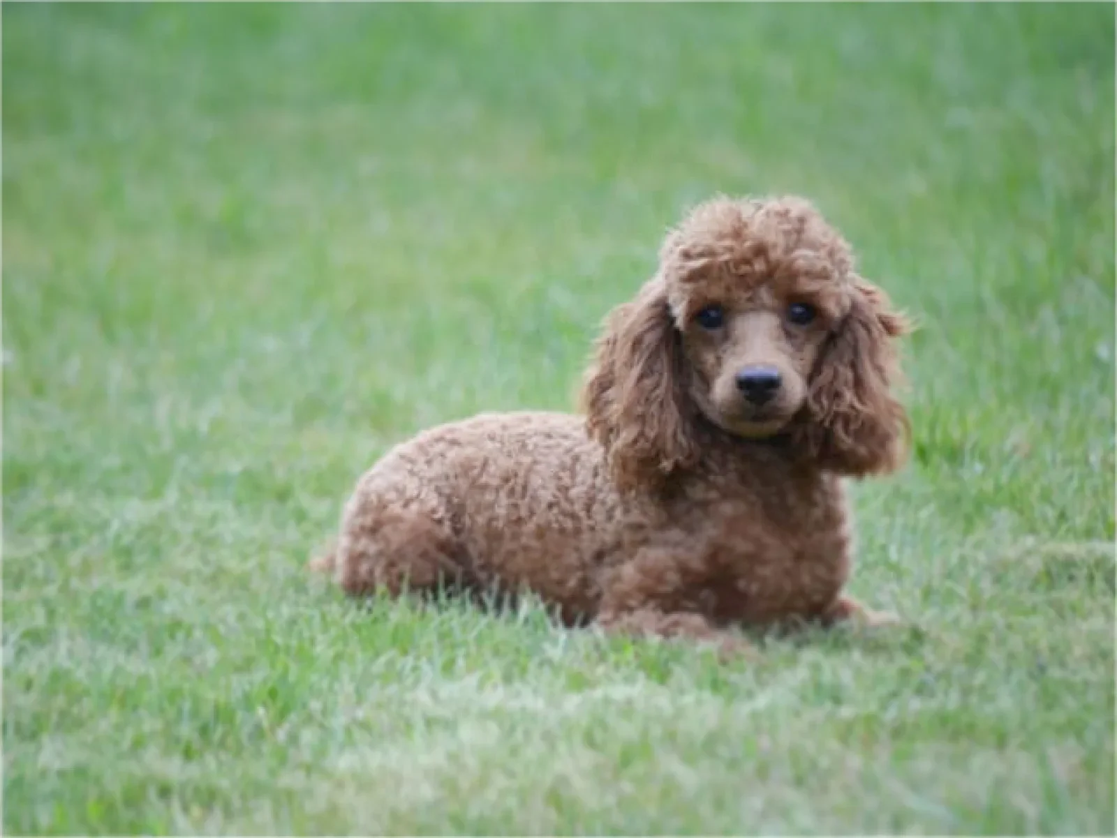 Charlie – goldendoodle – Labradoodle image 4