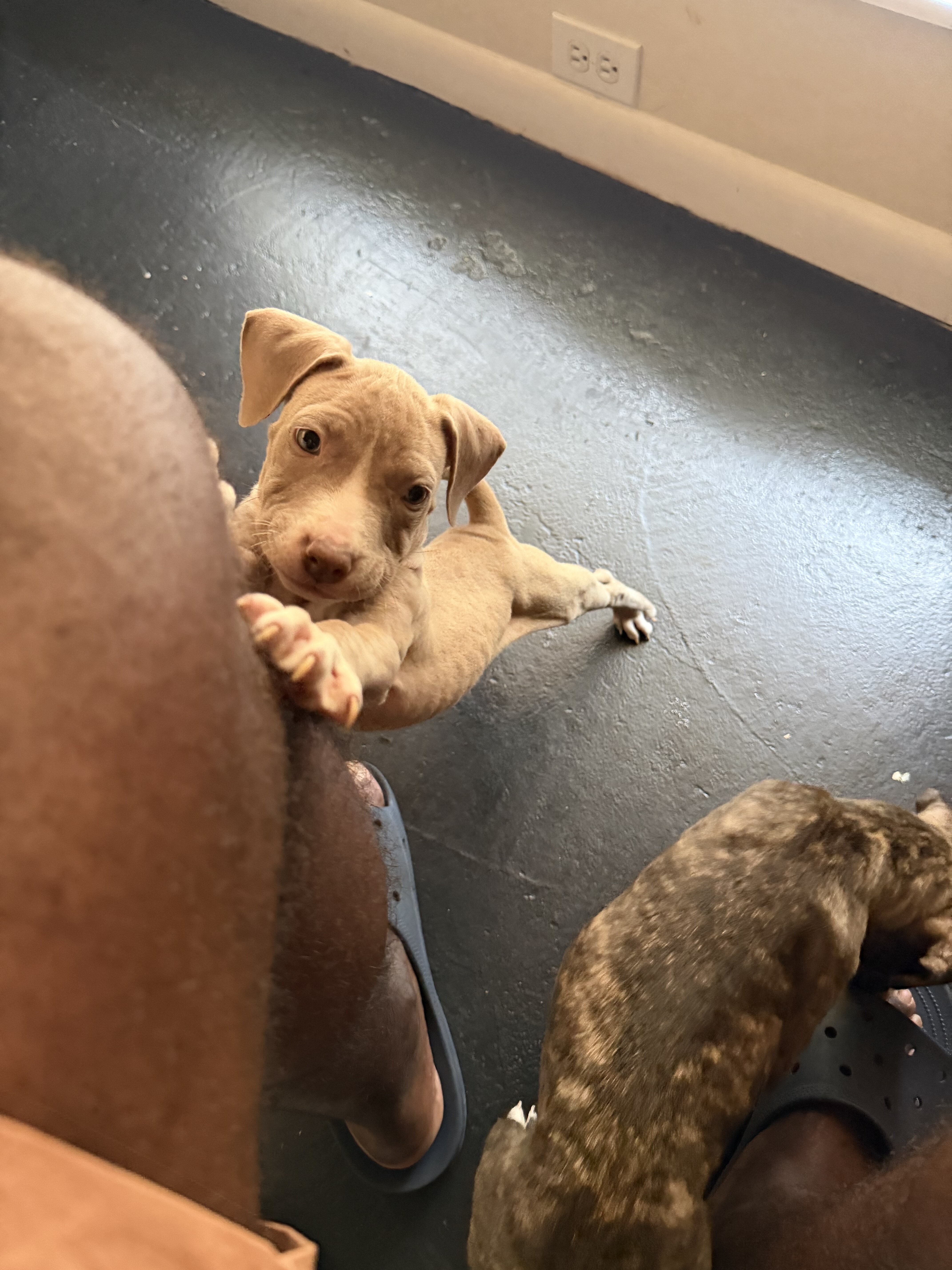 Male And Female Standard American Bull Terriers image 2