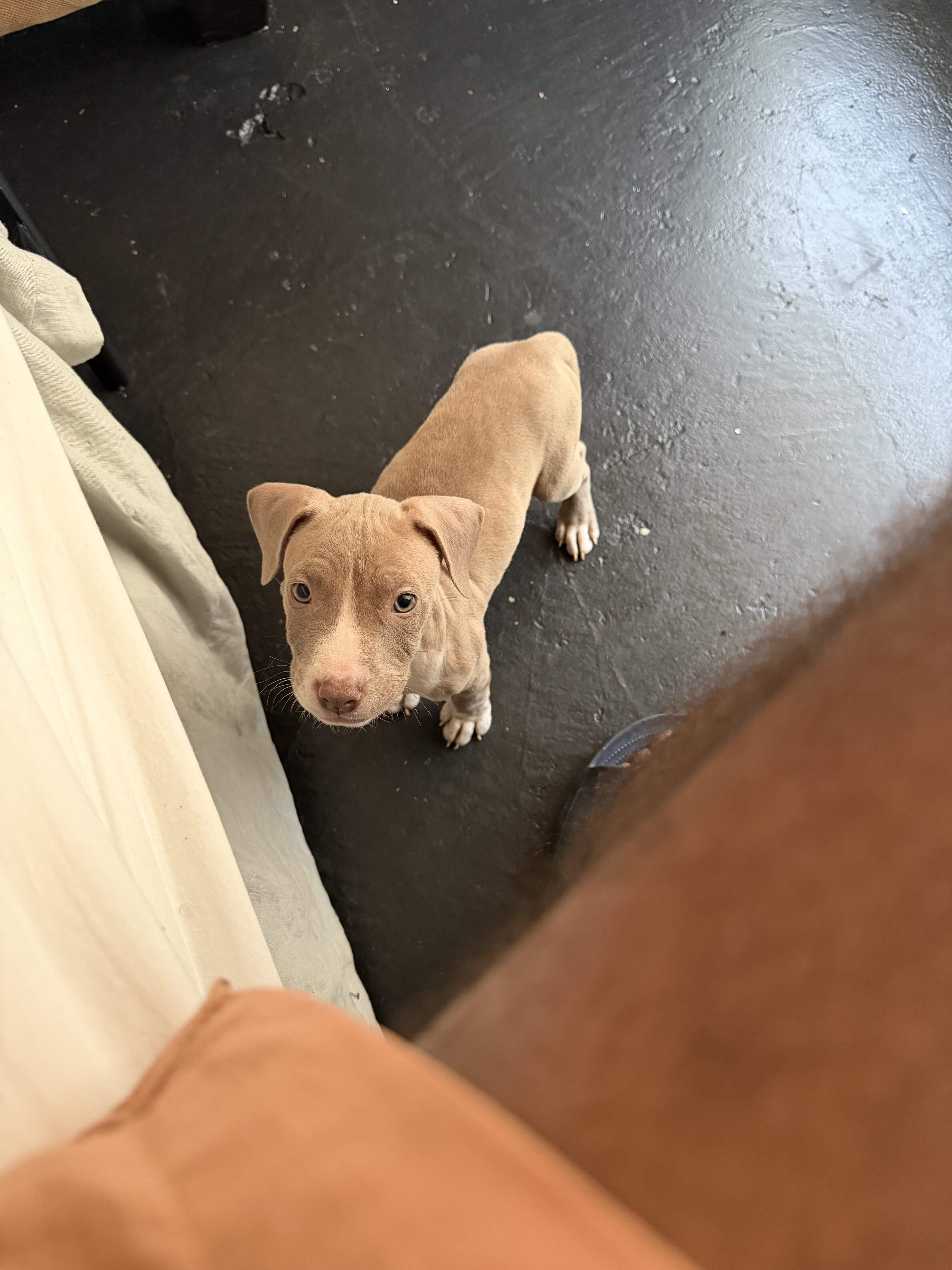 Male And Female Standard American Bull Terriers image 4