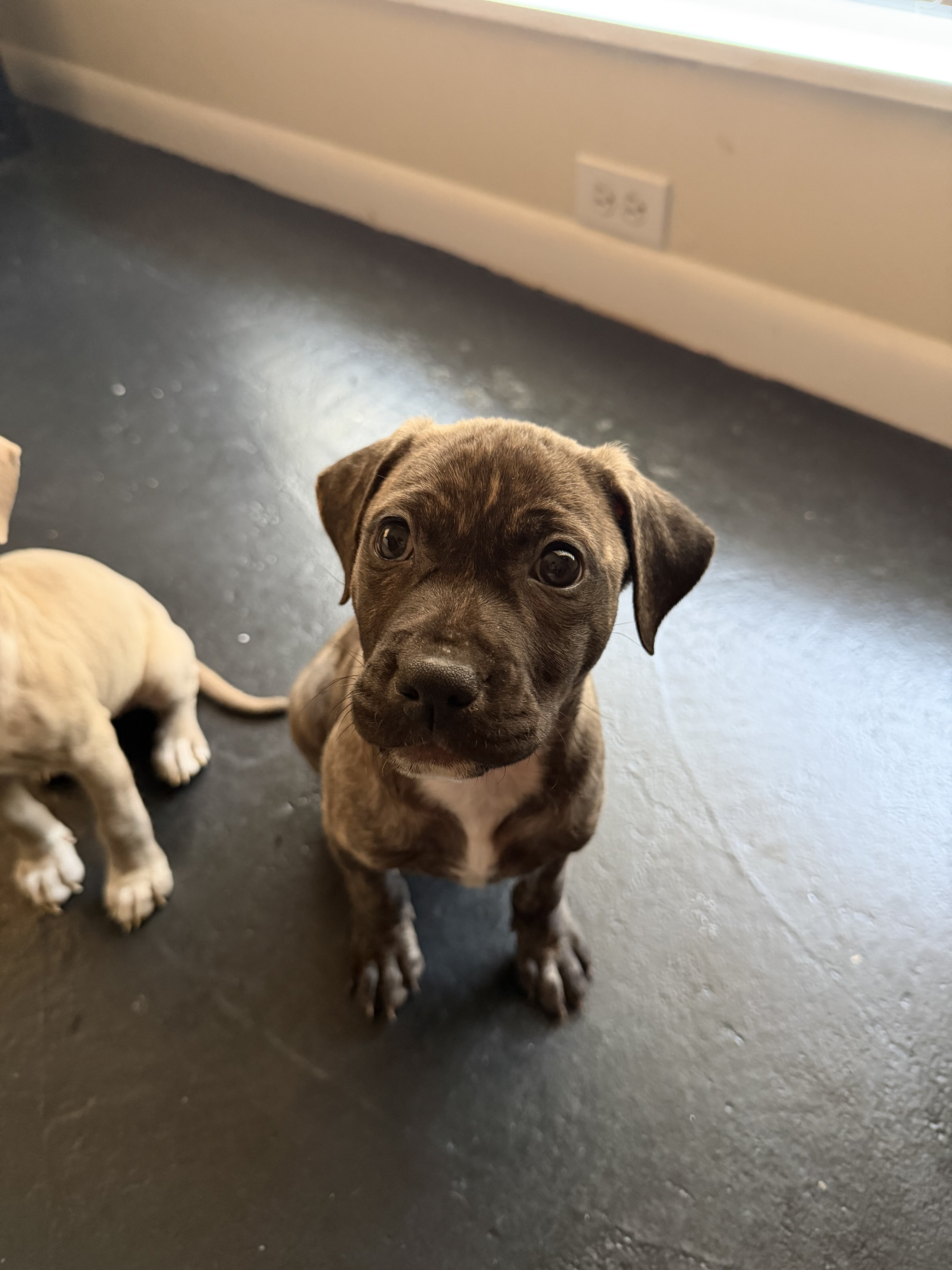 Male And Female Standard American Bull Terriers image 3