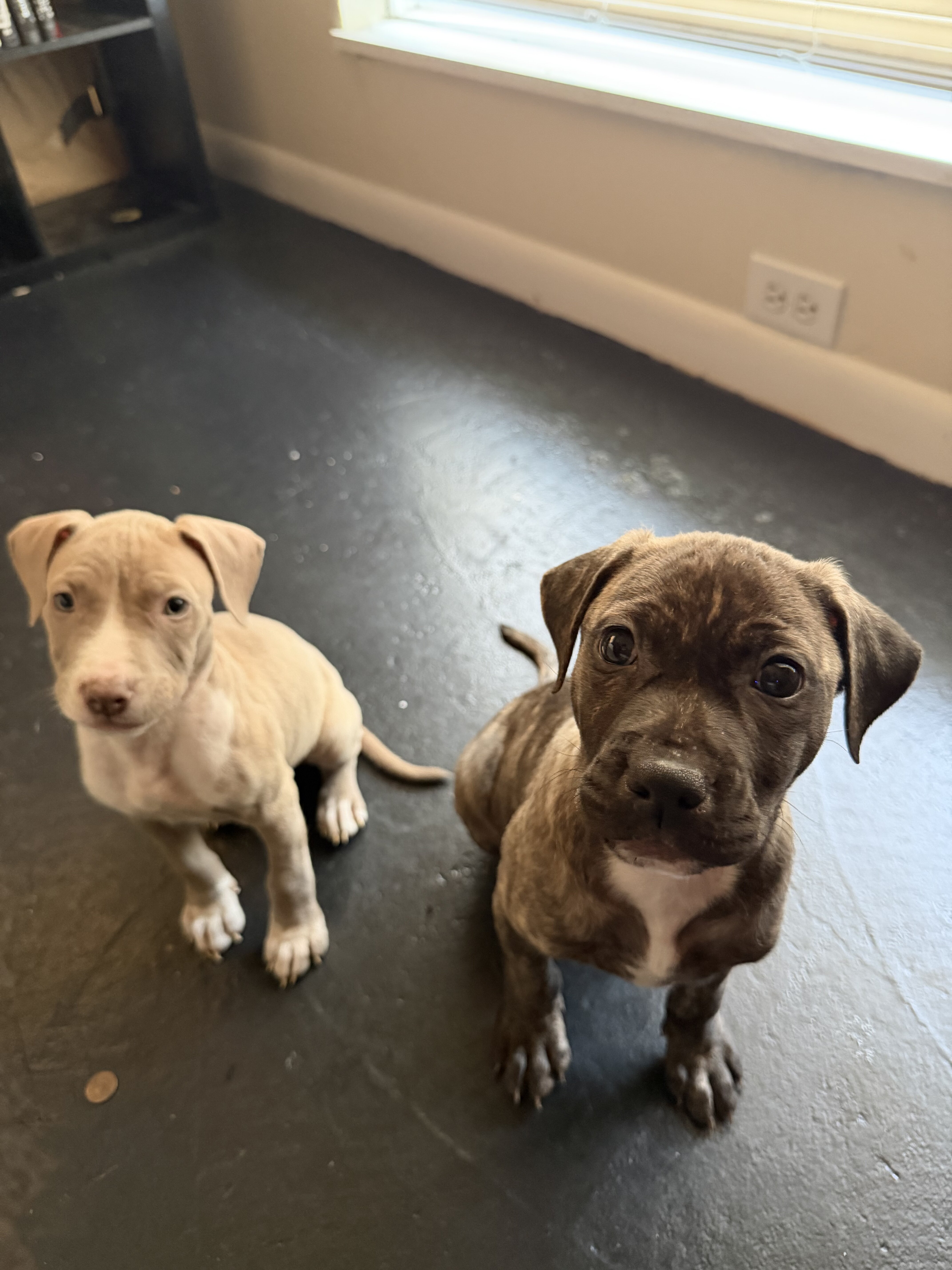 Male And Female Standard American Bull Terriers image 1