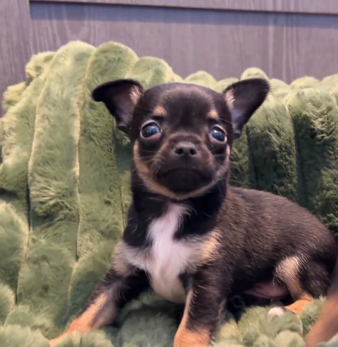 Full chihuahua puppies image 1