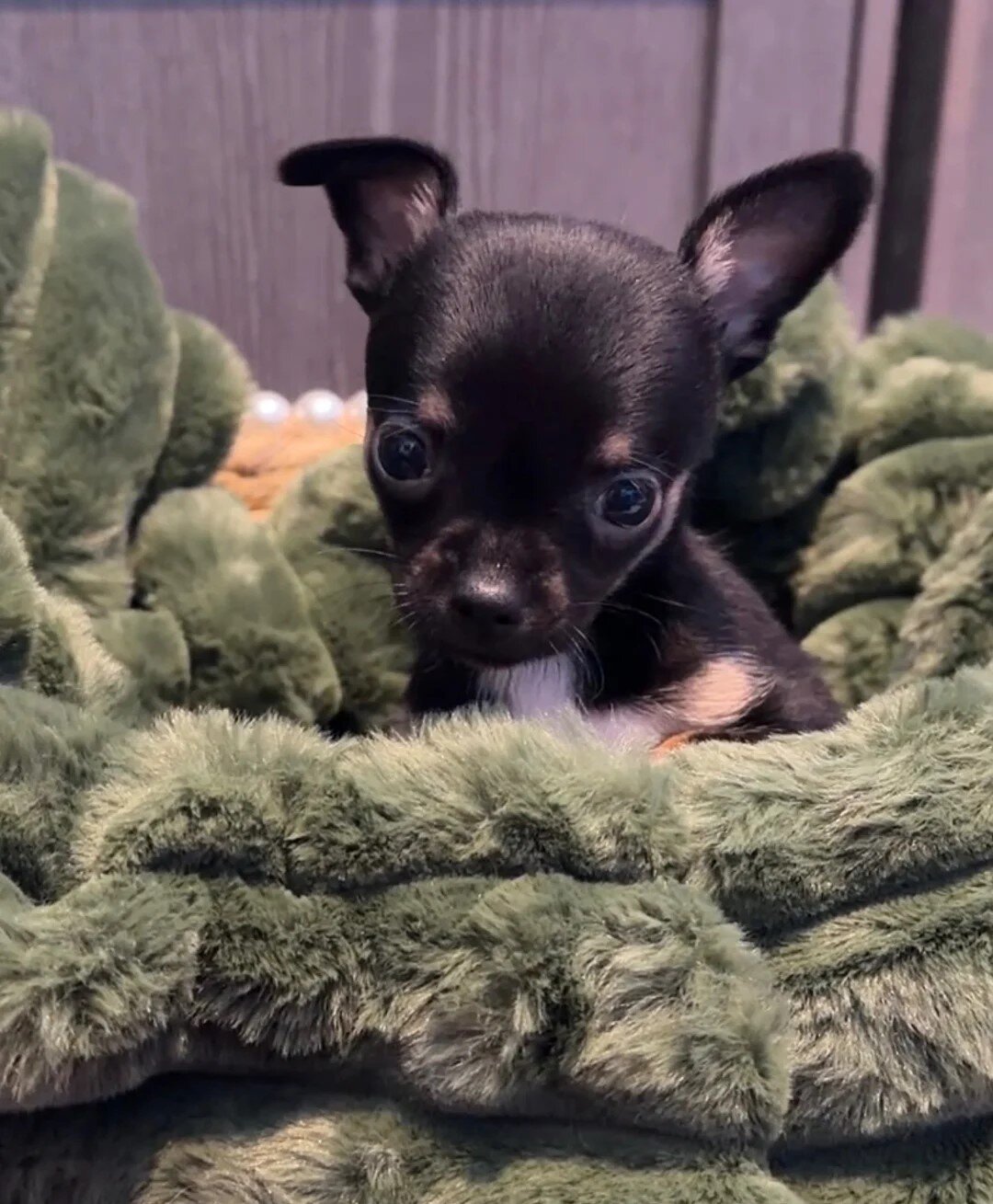 Full chihuahua puppies image 2