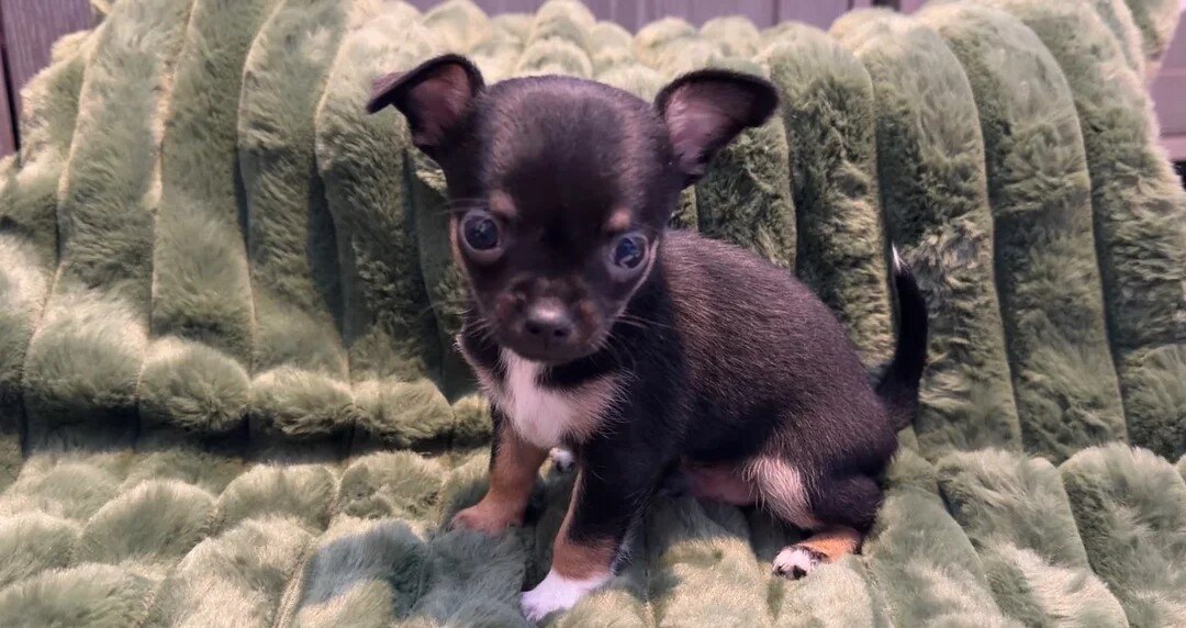 Full chihuahua puppies image 3