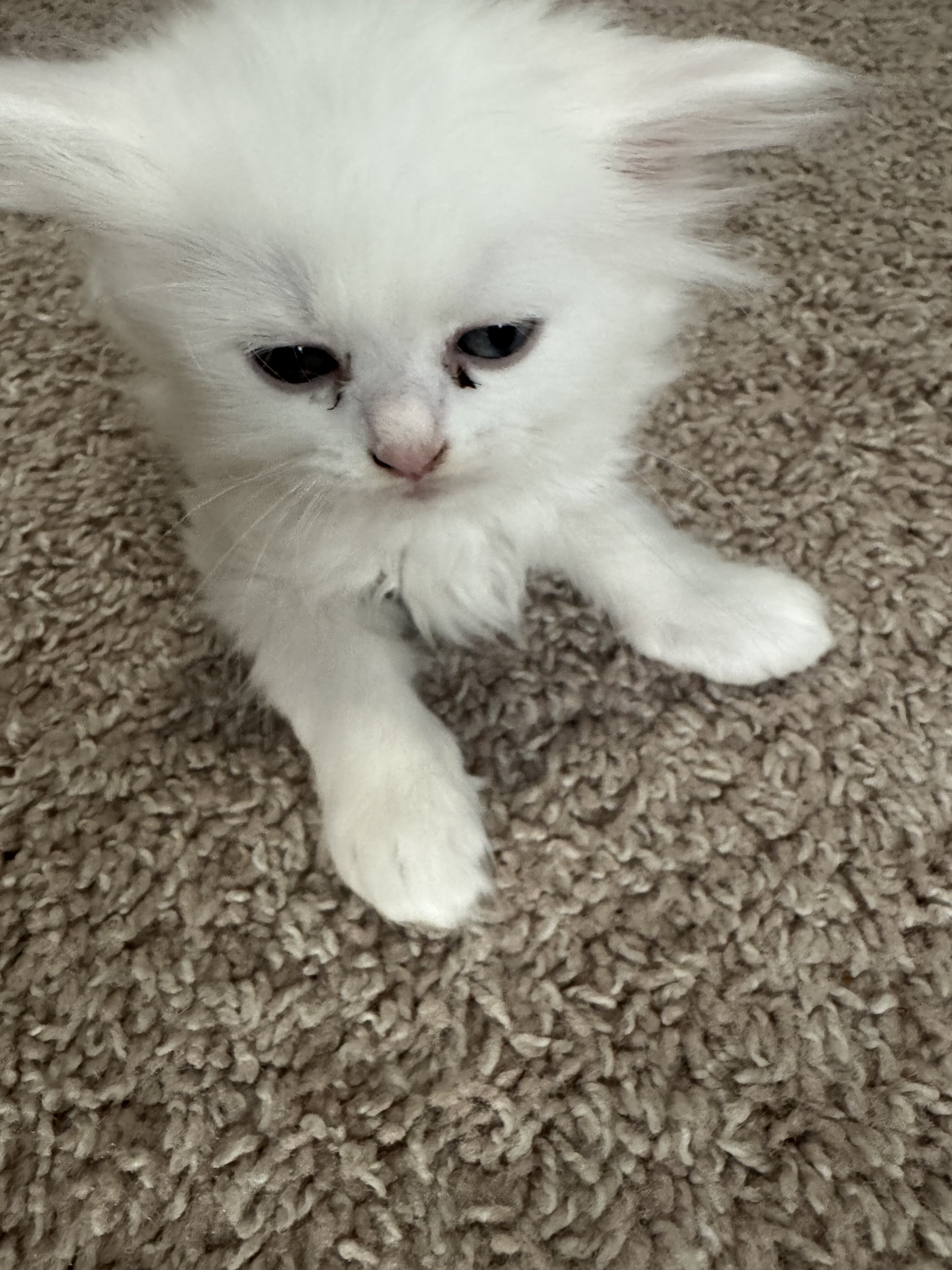 Persian mix kittens image 2