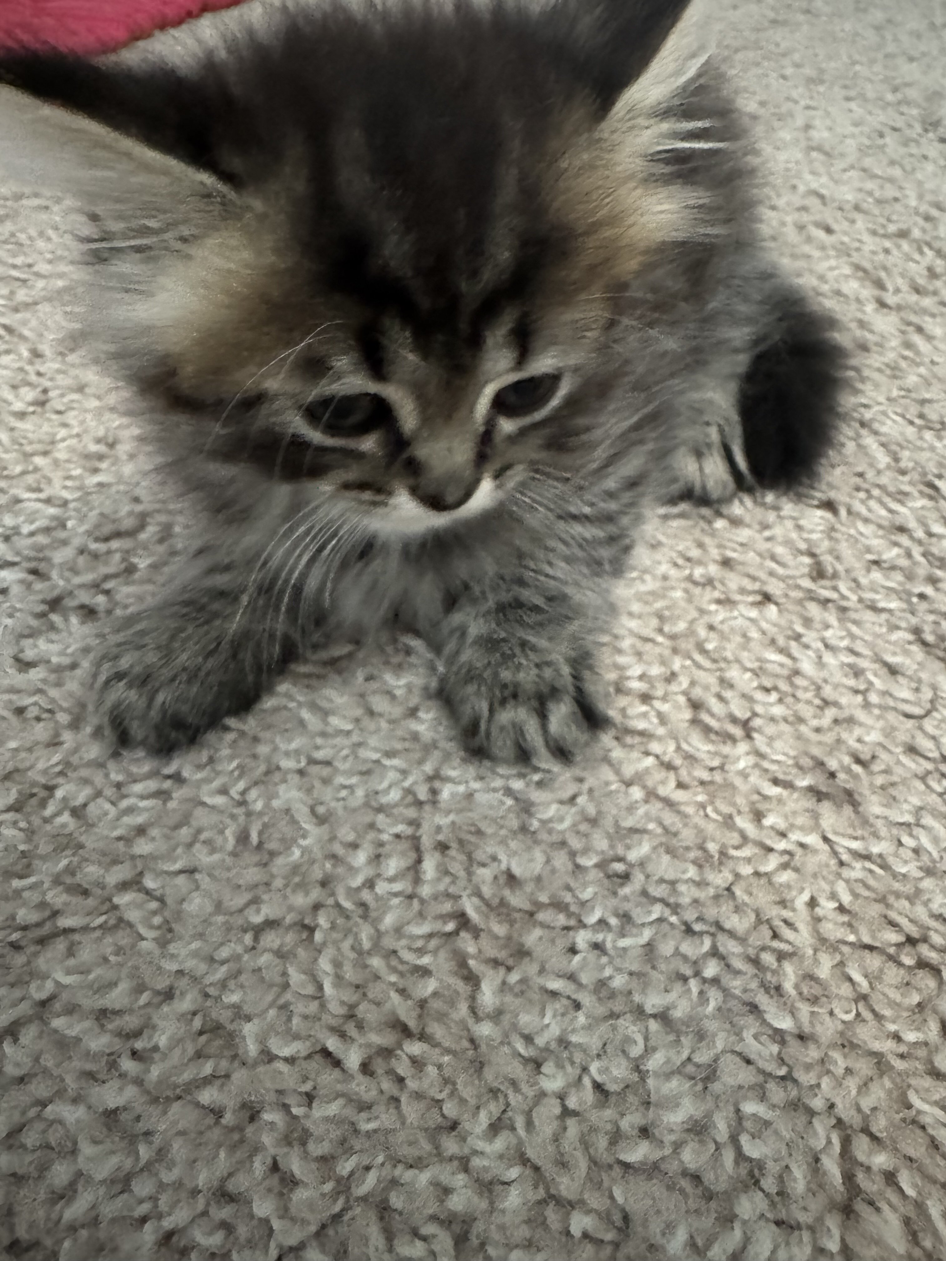 Persian mix kittens image 1