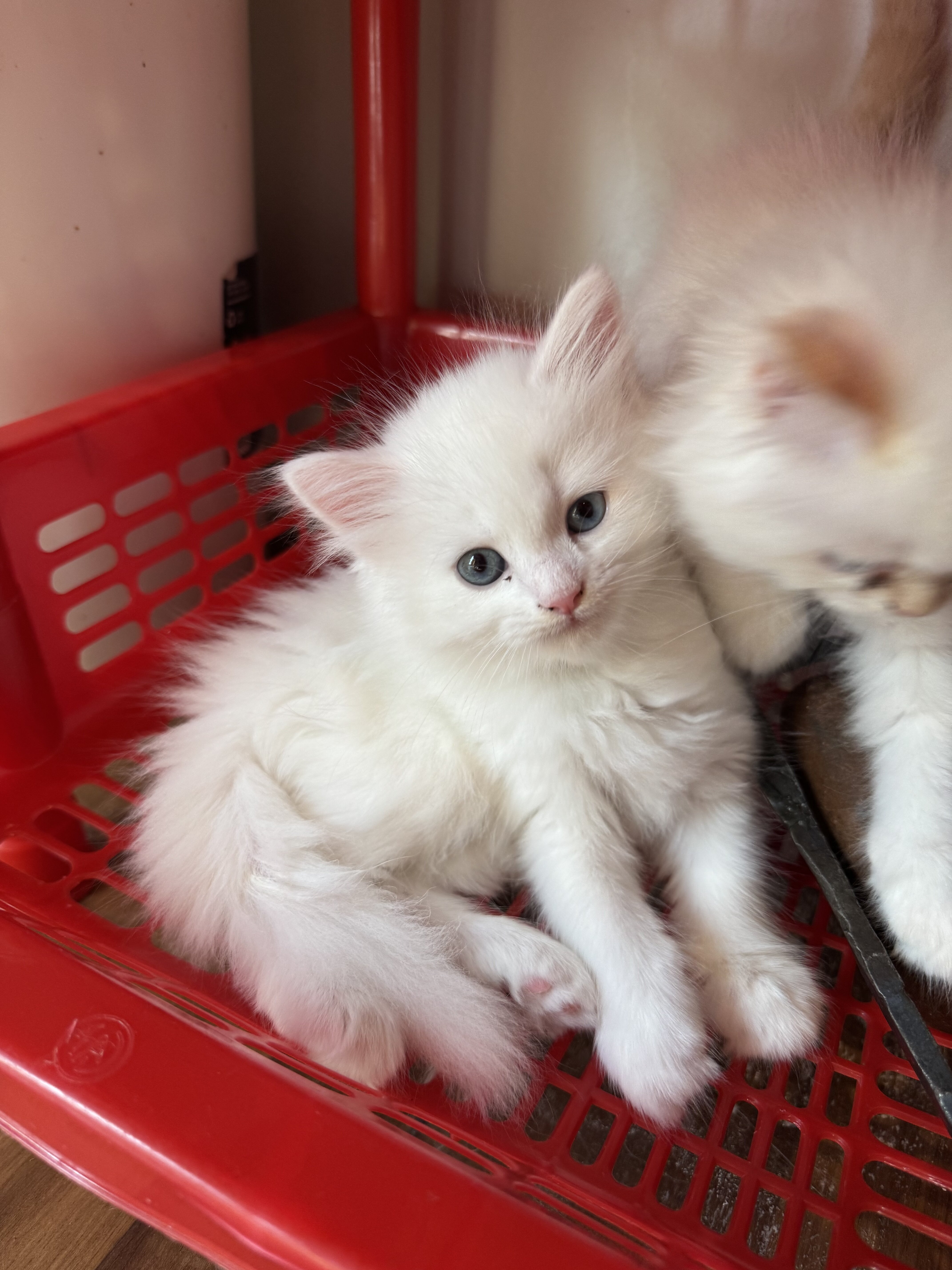 Persian mix kittens image 3