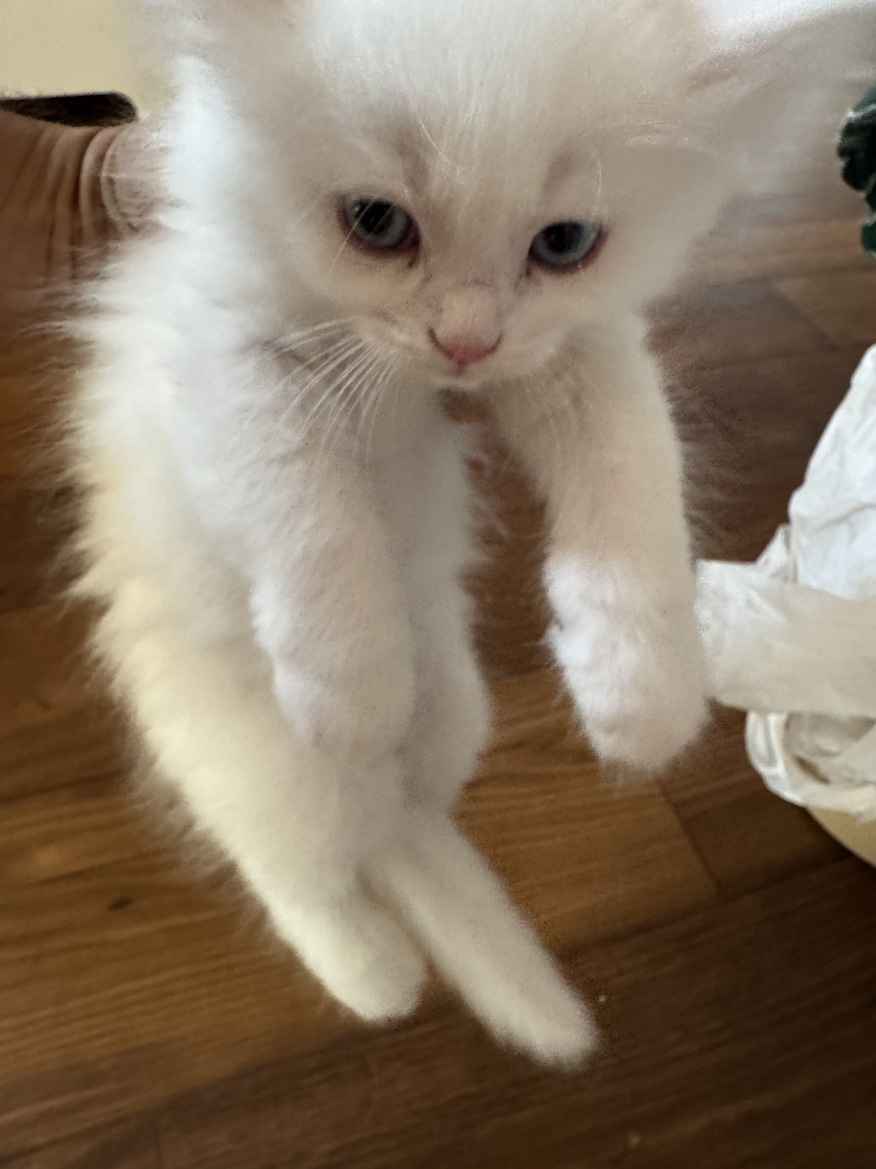Persian mix kittens image 4
