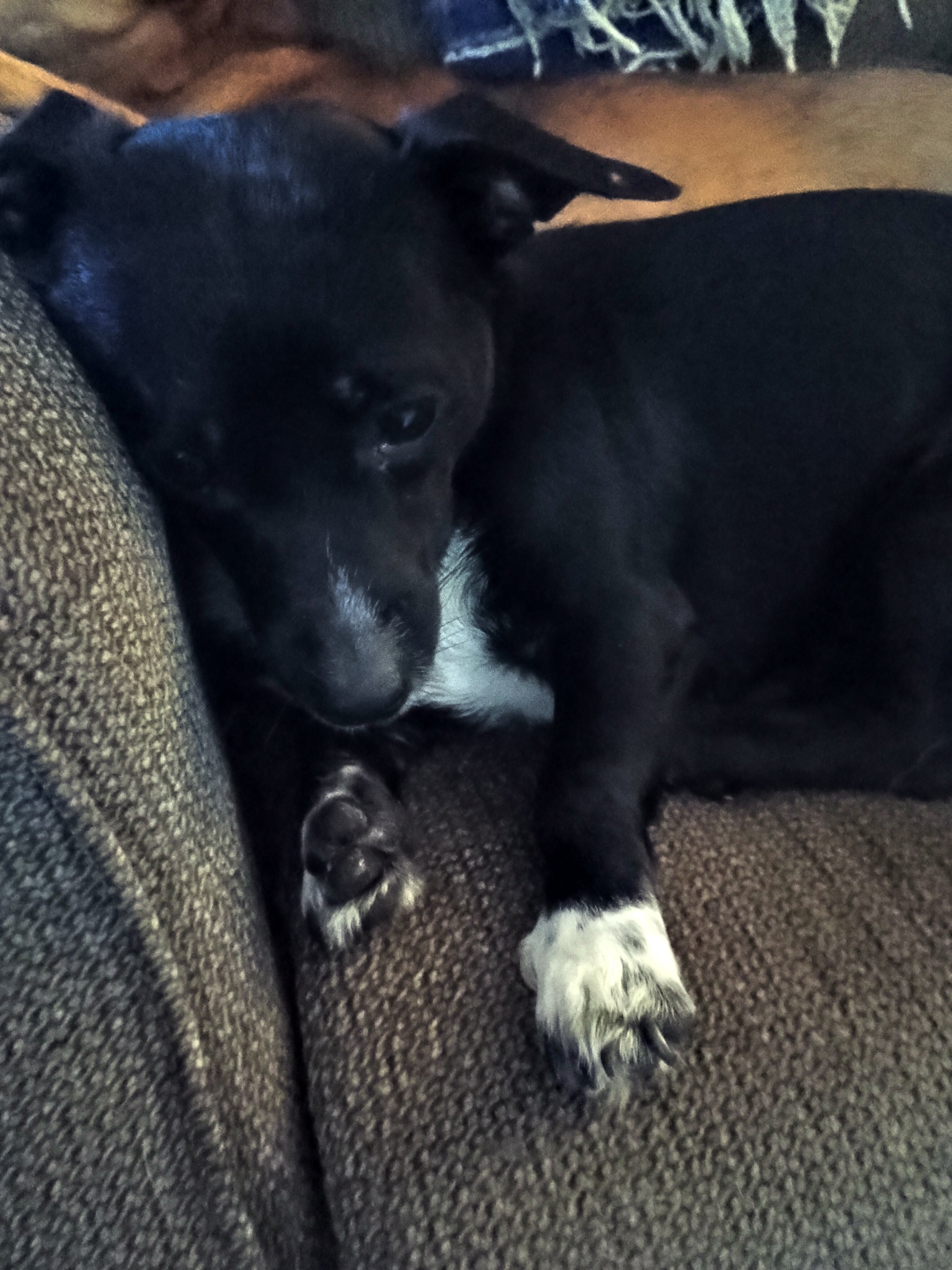 Need to find a forever home for this sweet girl image 3