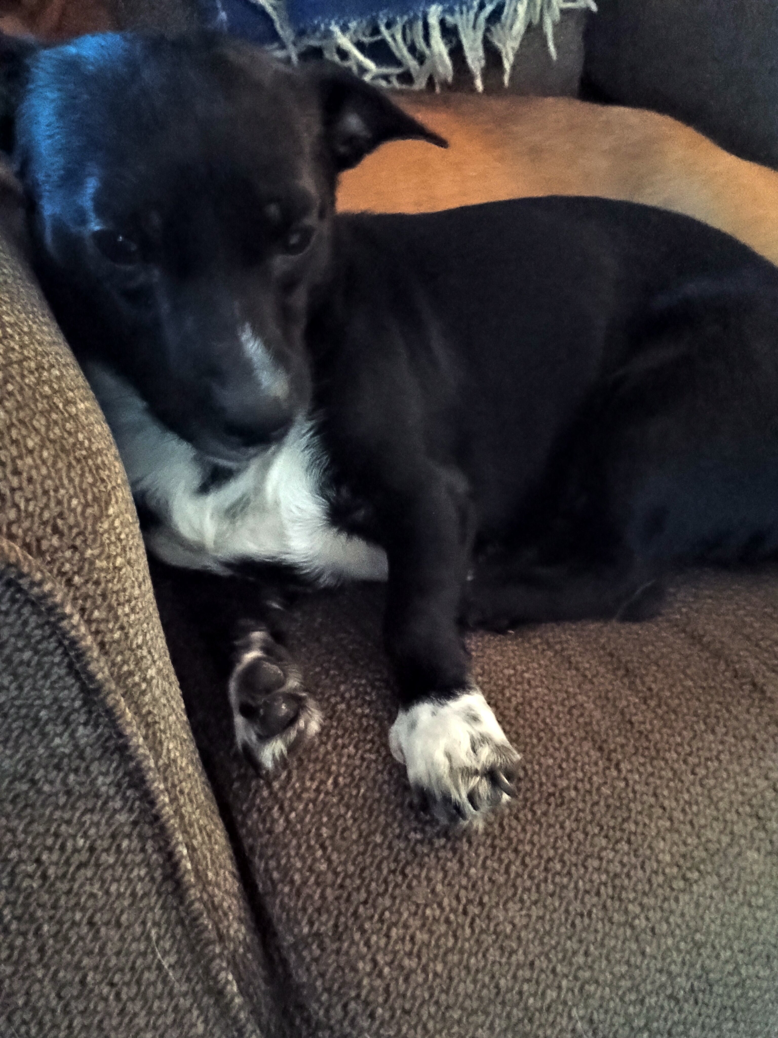 Need to find a forever home for this sweet girl image 2