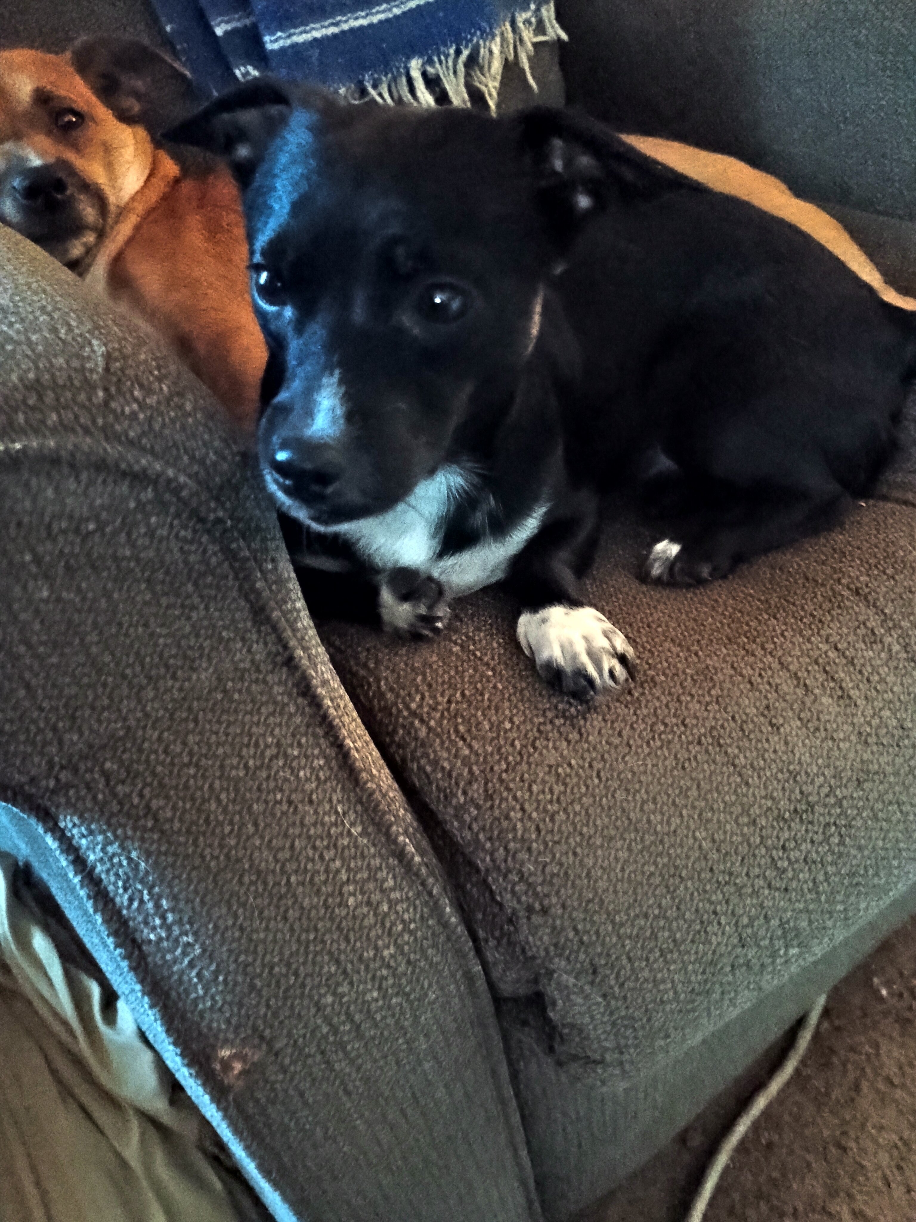 Need to find a forever home for this sweet girl image 1