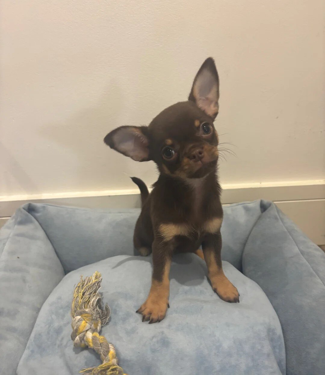 Ready Now AKC Reg Chocolate Chihuahuas image 3