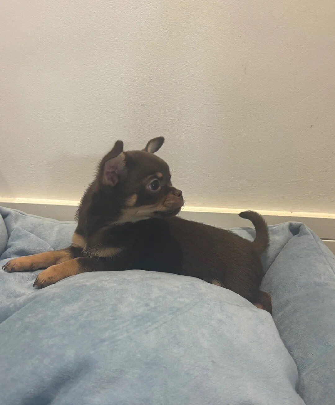 Ready Now AKC Reg Chocolate Chihuahuas image 2