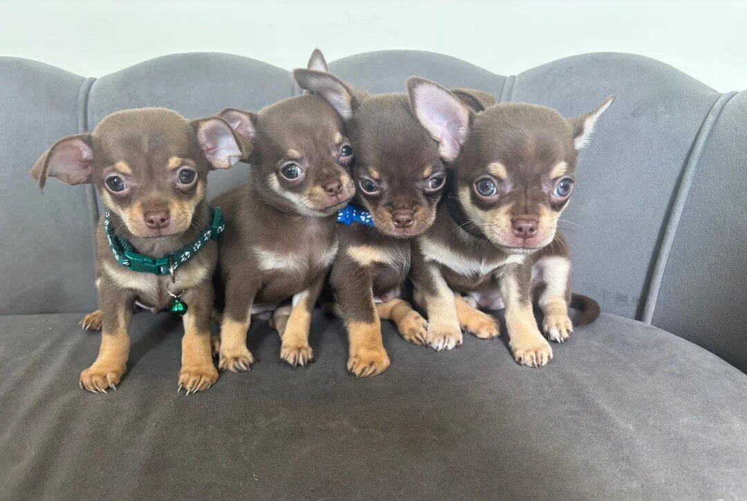 Ready Now AKC Reg Chocolate Chihuahuas image 1