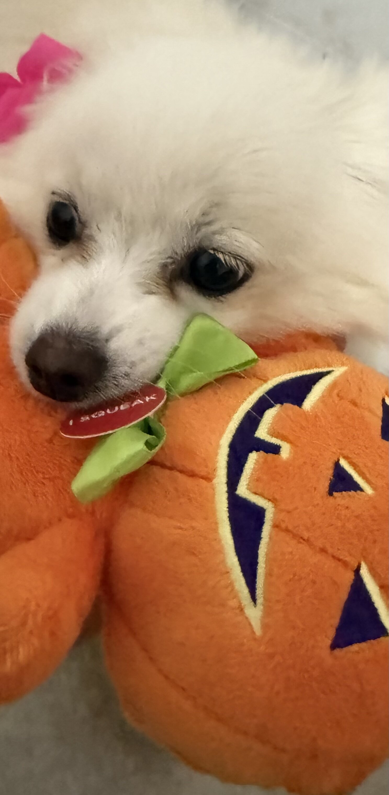 Pomeranian puppy image 1