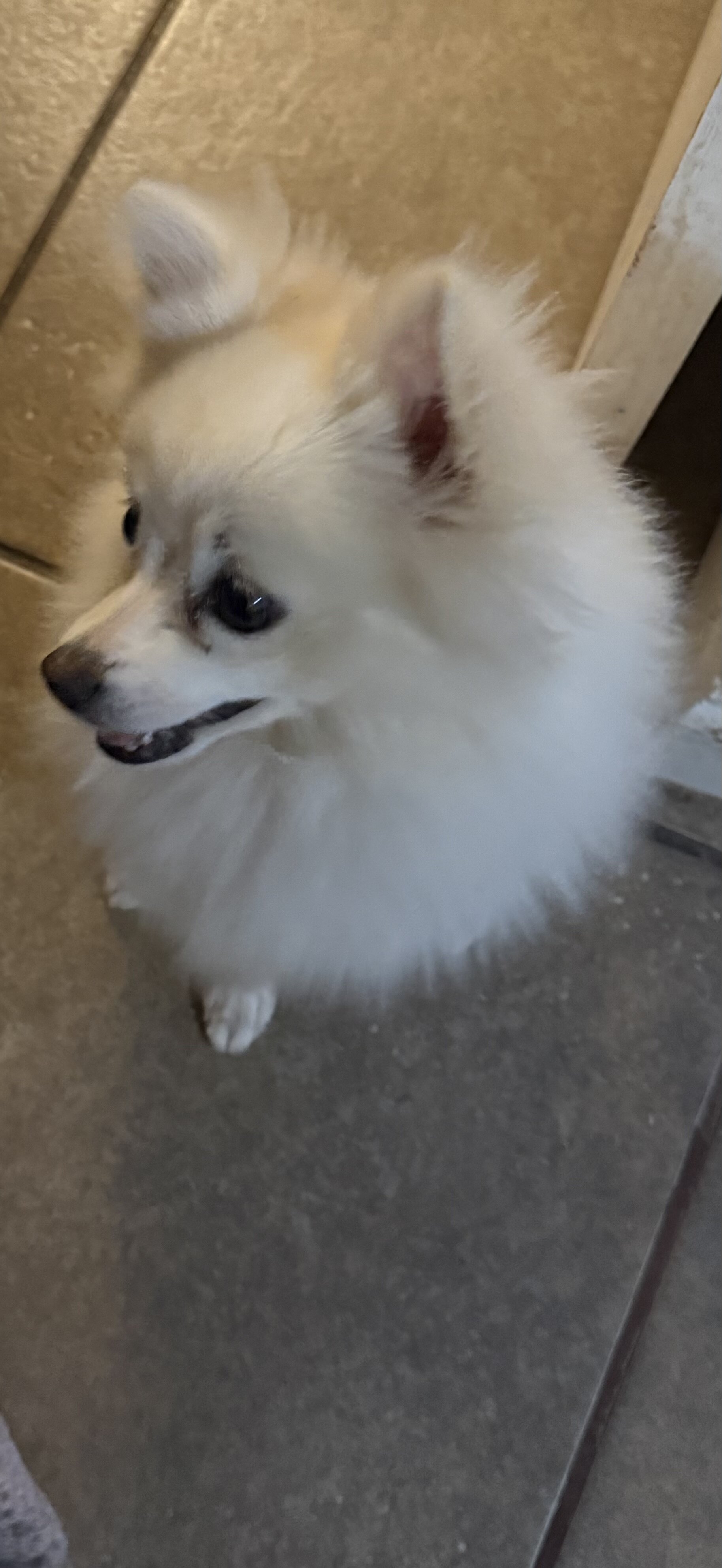 Pomeranian puppy image 2