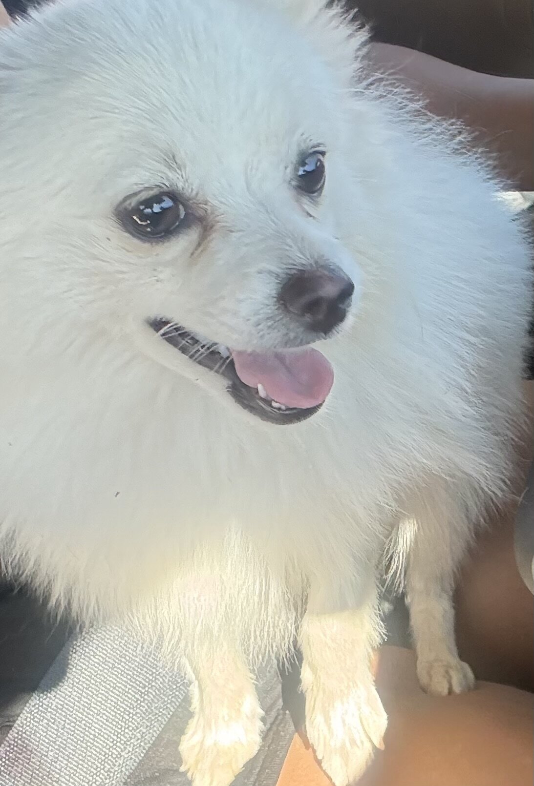 Pomeranian puppy image 3