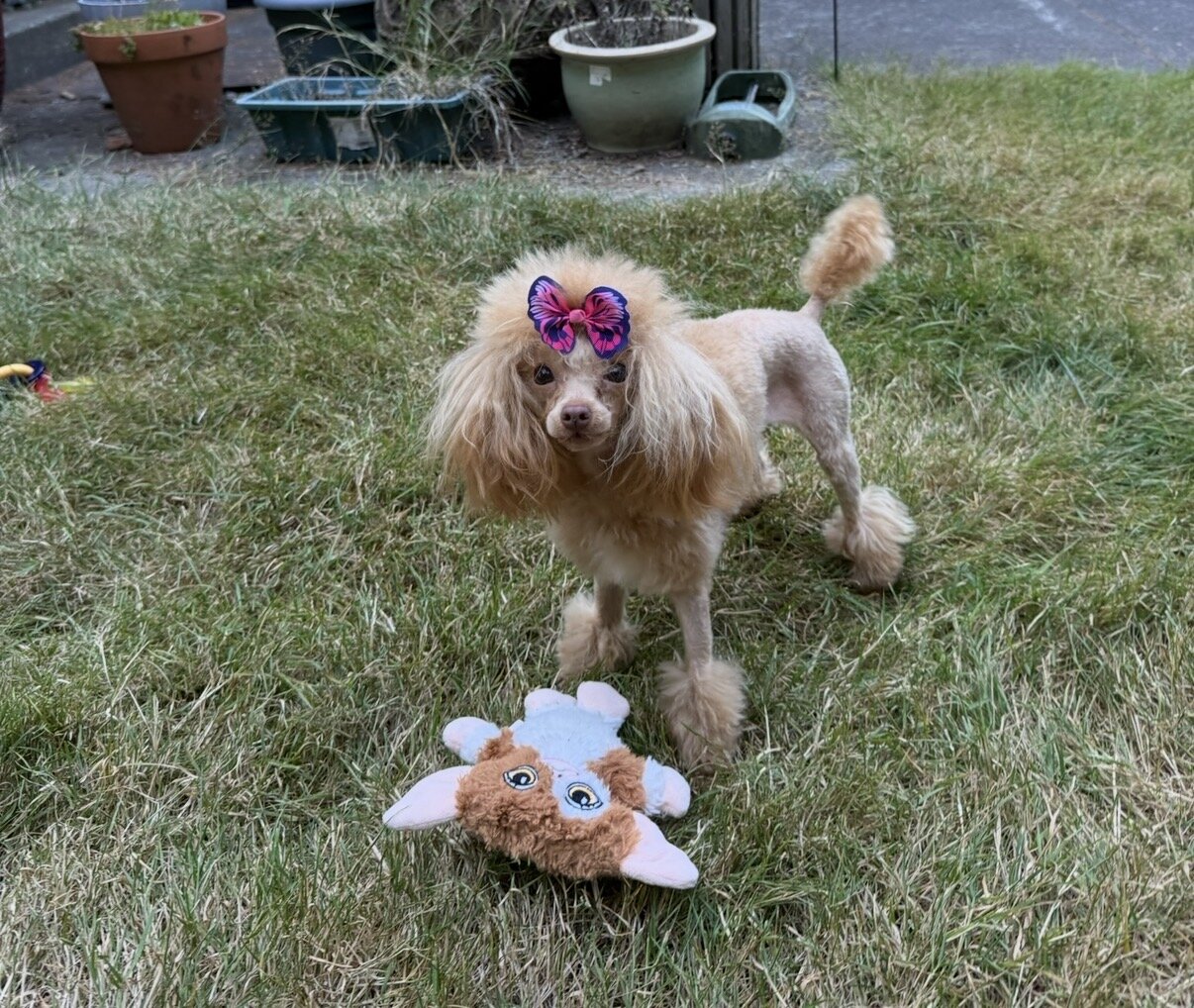Tiny toy poodle image 1