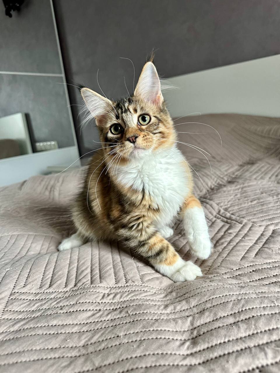 Maine Coon image 1