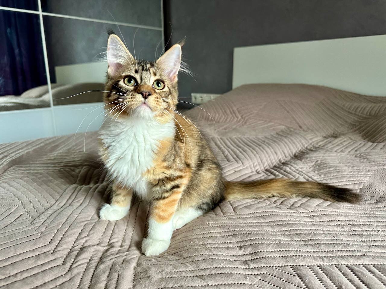 Maine Coon image 2
