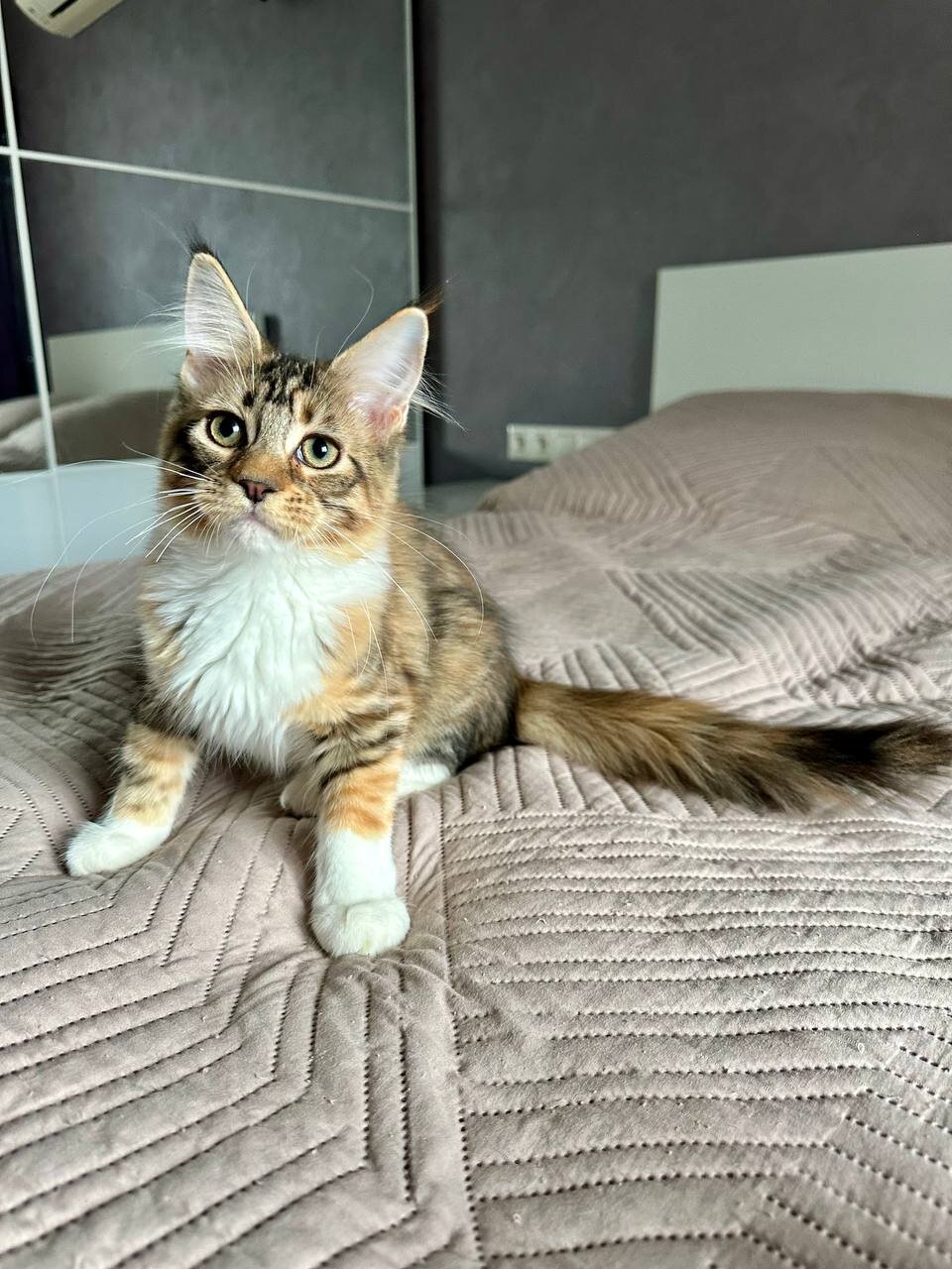 Maine Coon image 3
