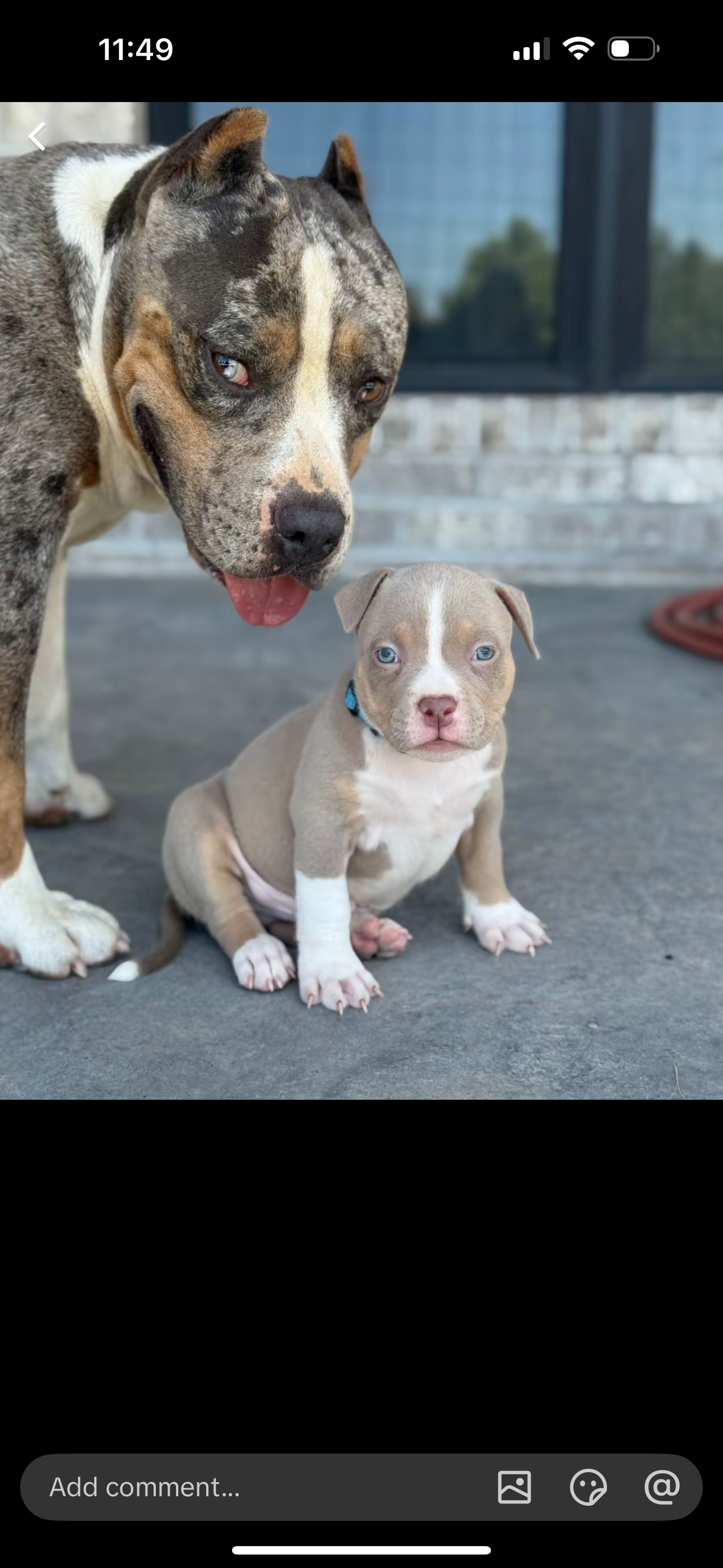 Beautiful Blue Pit Bull Puppy image 8
