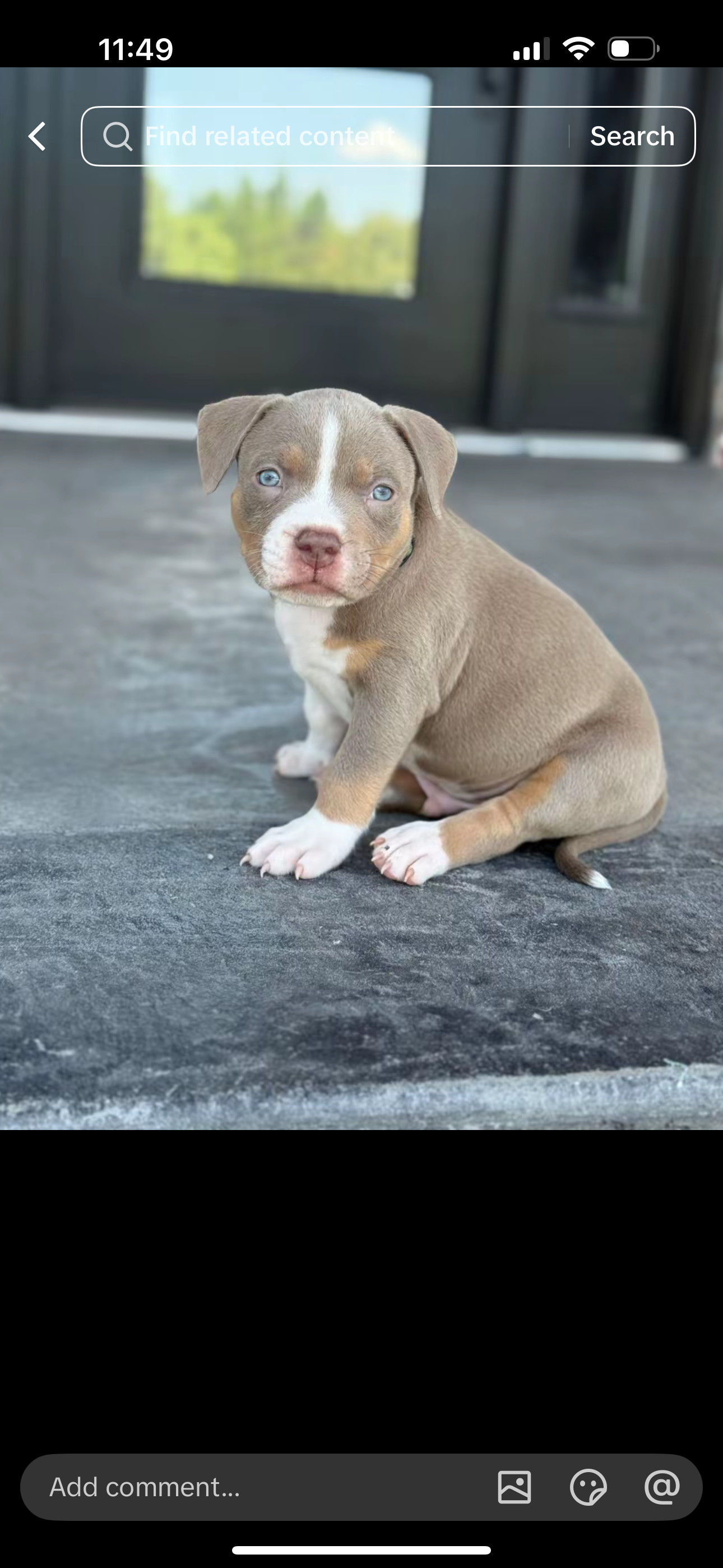 Beautiful Blue Pit Bull Puppy image 5