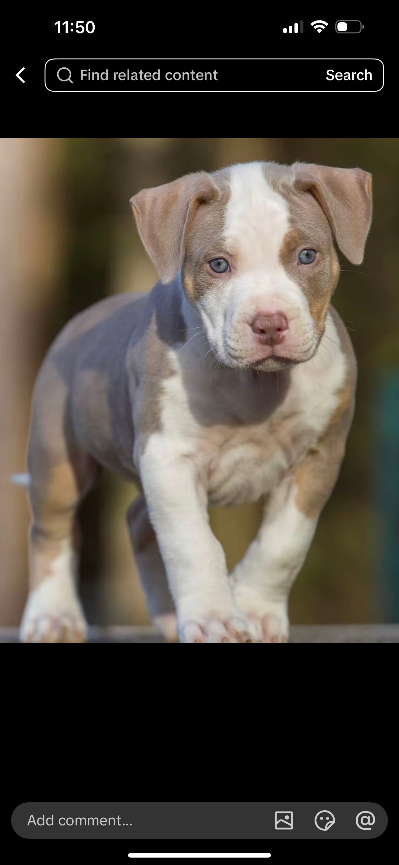 Beautiful Blue Pit Bull Puppy image 6