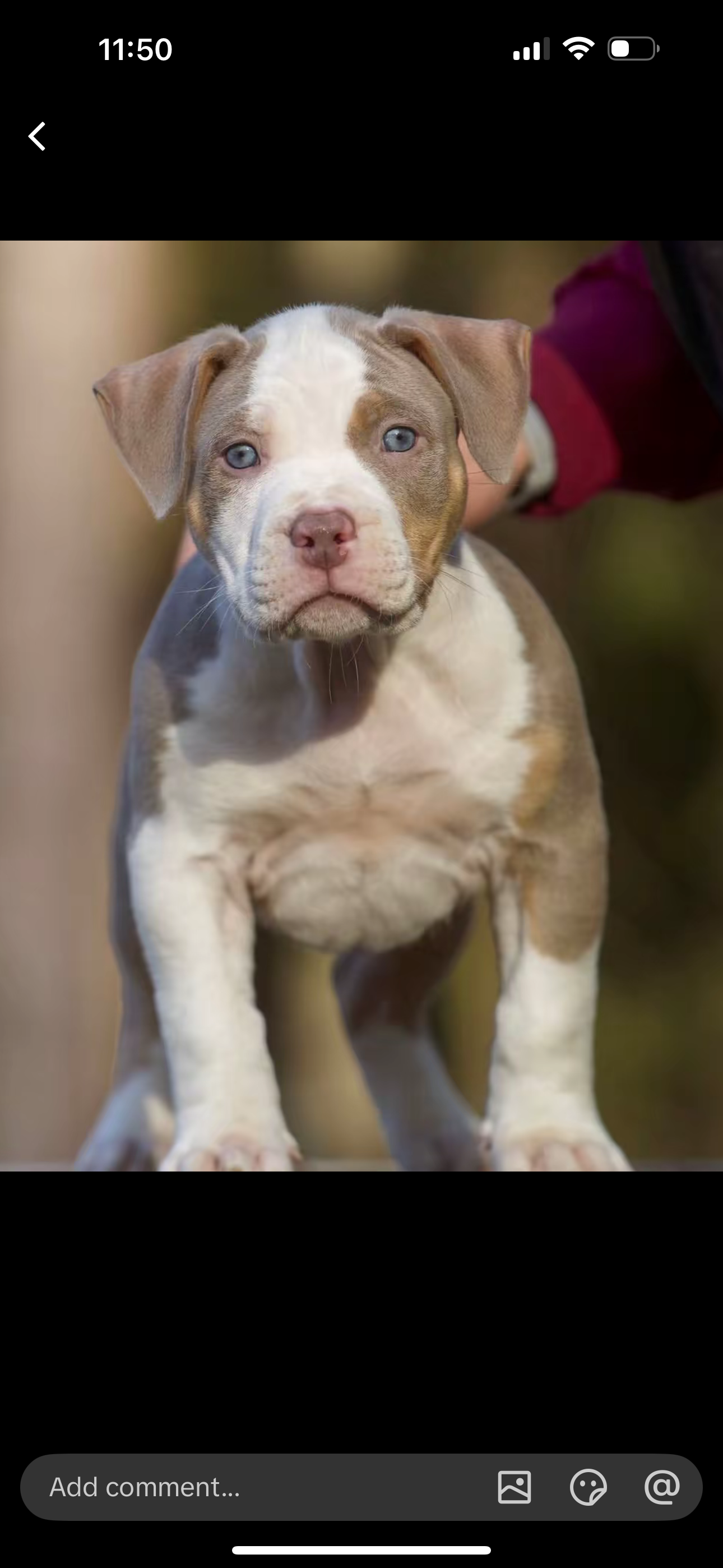 Beautiful Blue Pit Bull Puppy image 3