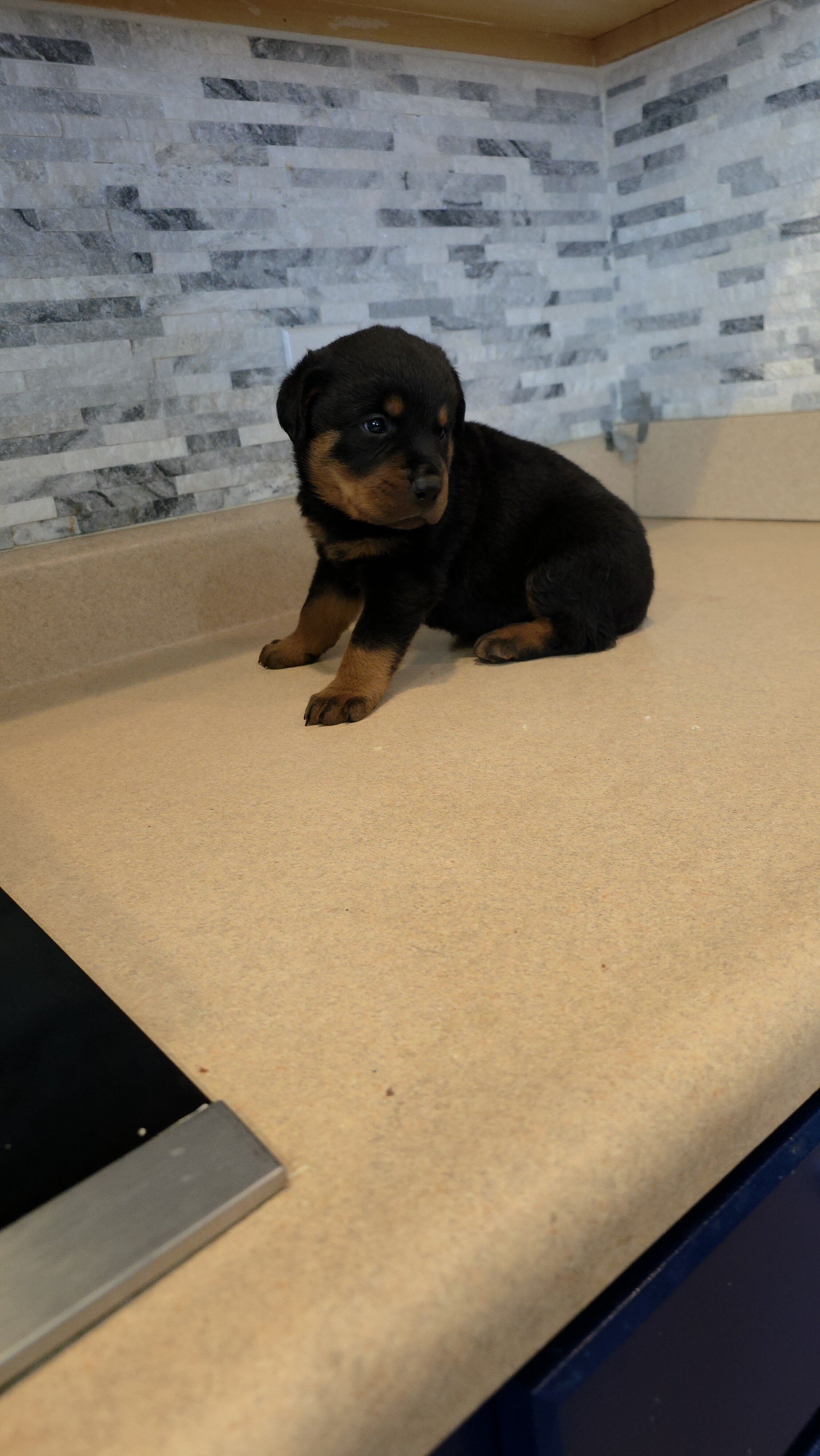 * Rottweiler Puppies* image 4