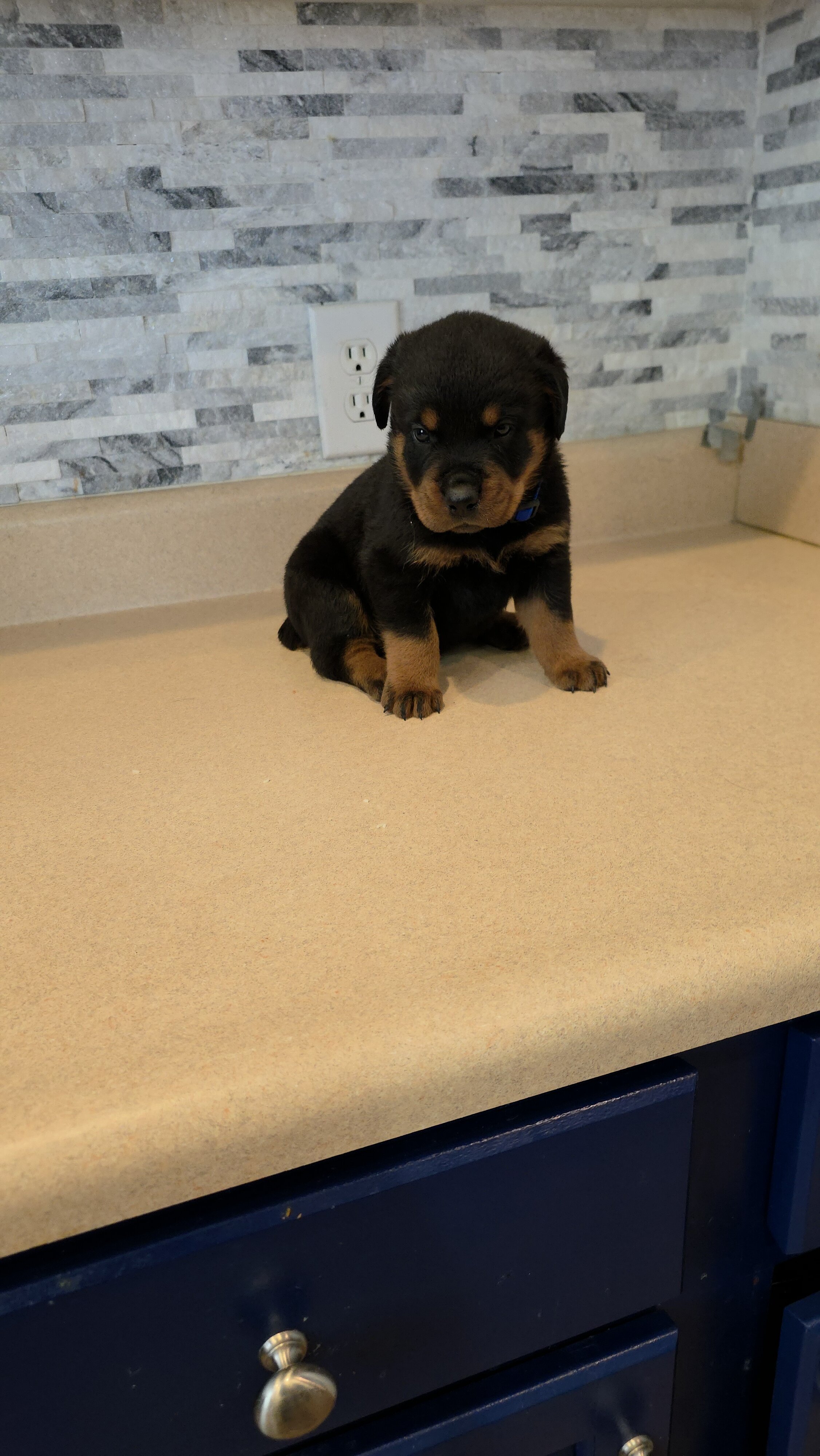 * Rottweiler Puppies* image 3