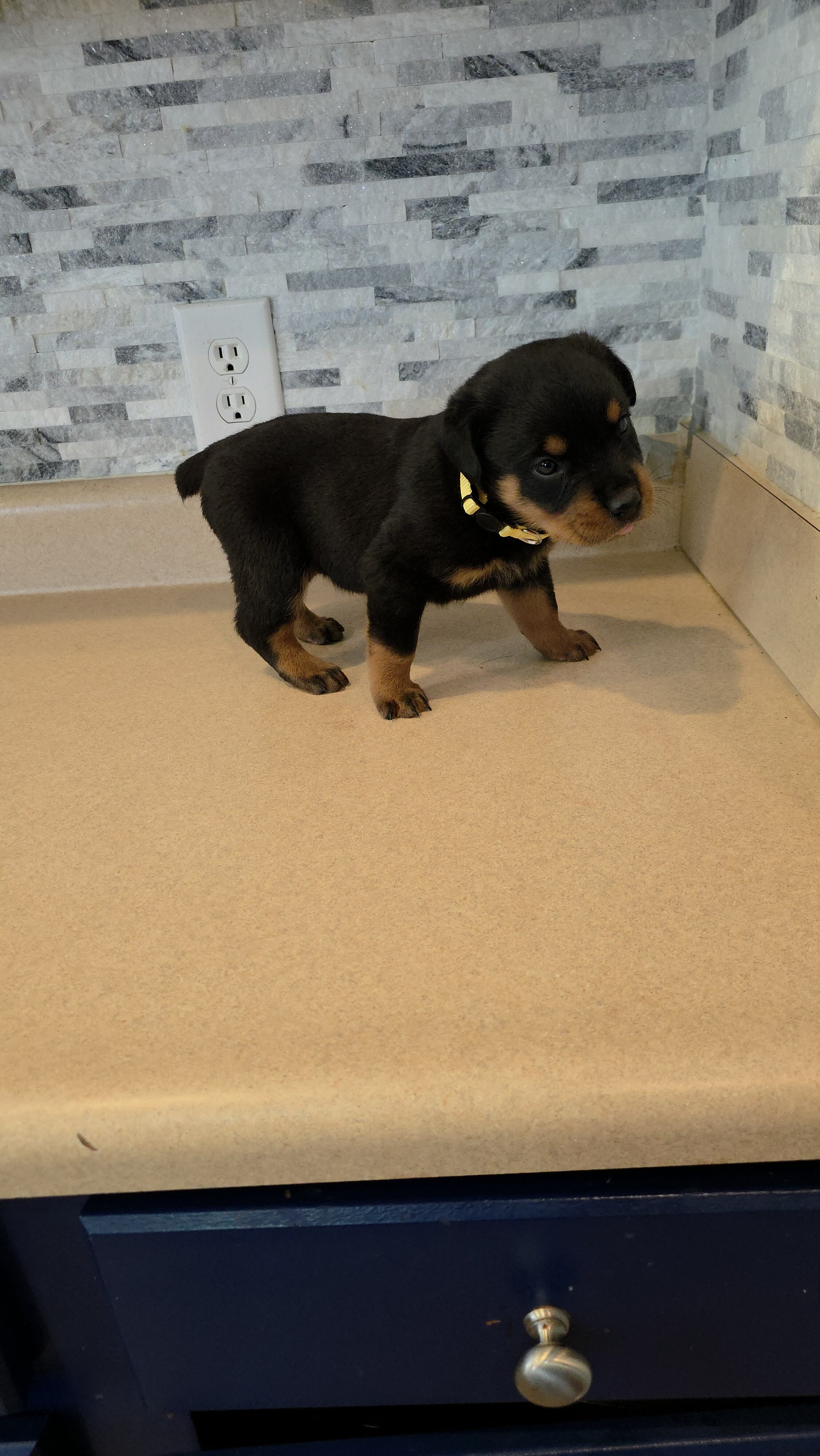 * Rottweiler Puppies* image 7