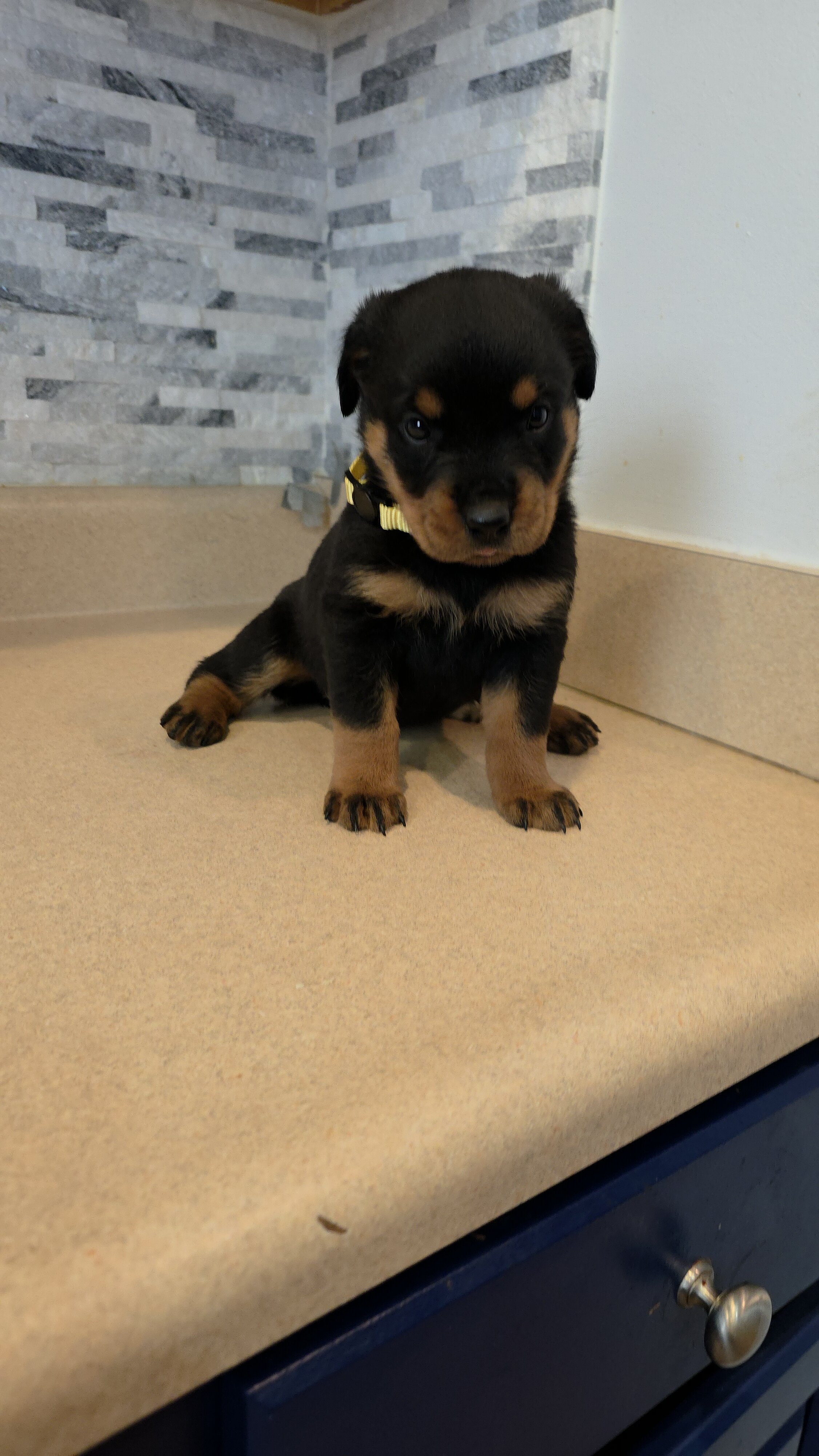 * Rottweiler Puppies* image 5