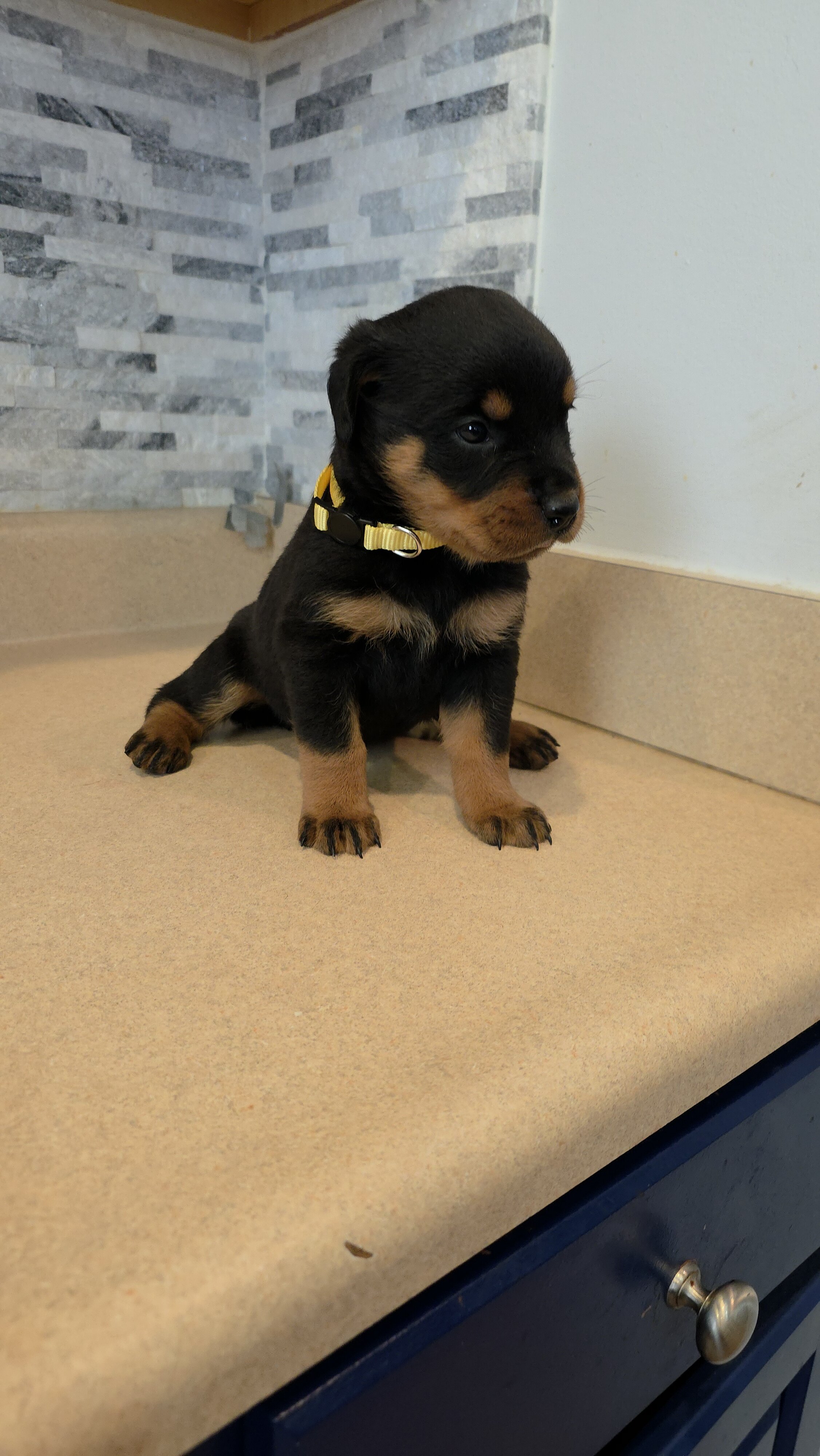 * Rottweiler Puppies* image 6