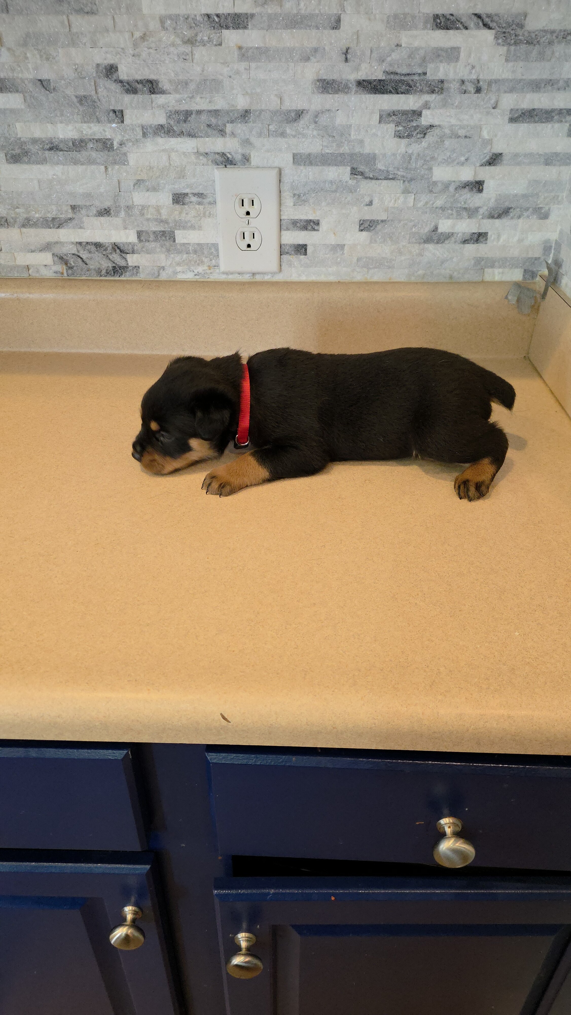 * Rottweiler Puppies* image 10