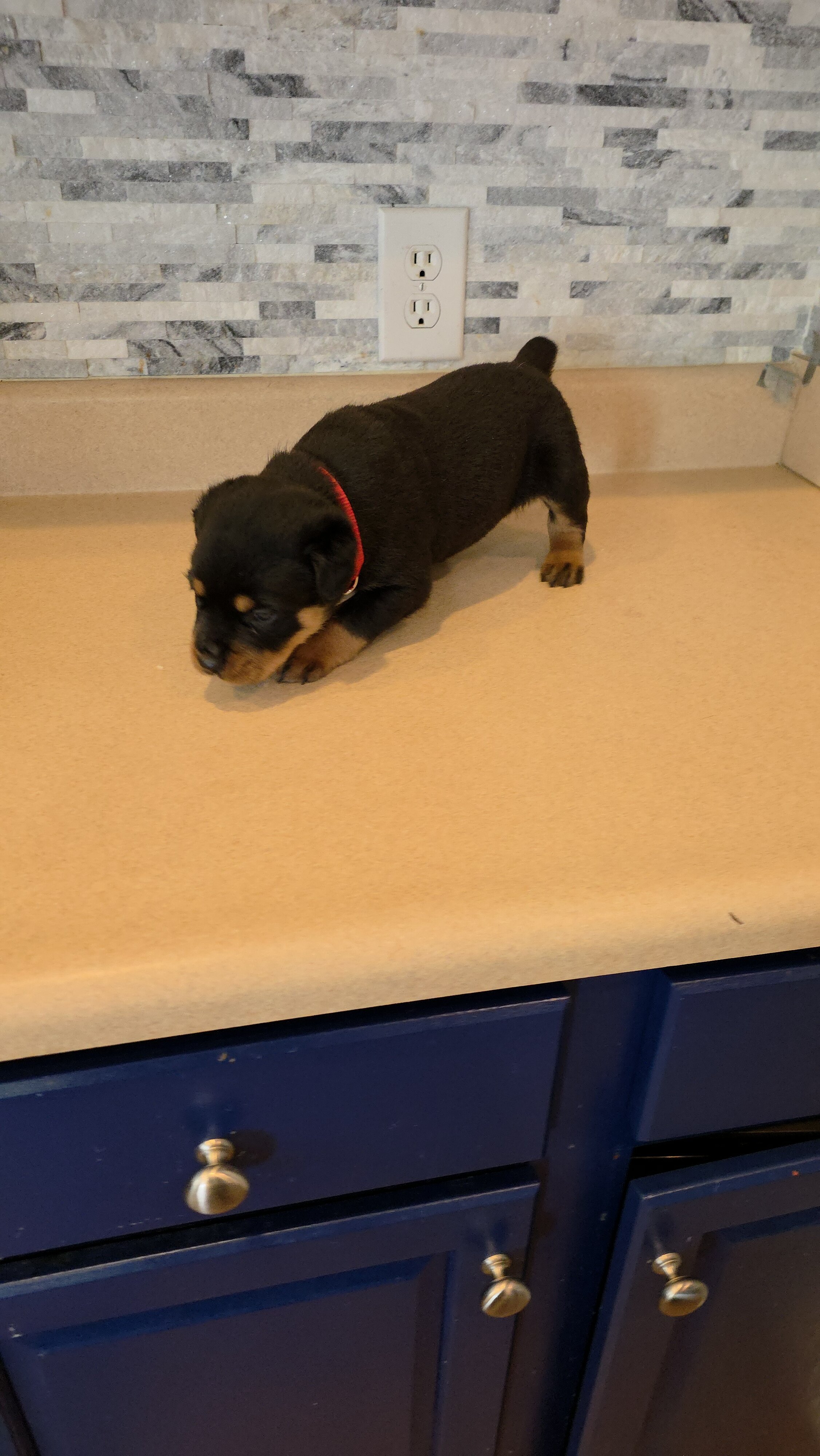 * Rottweiler Puppies* image 9