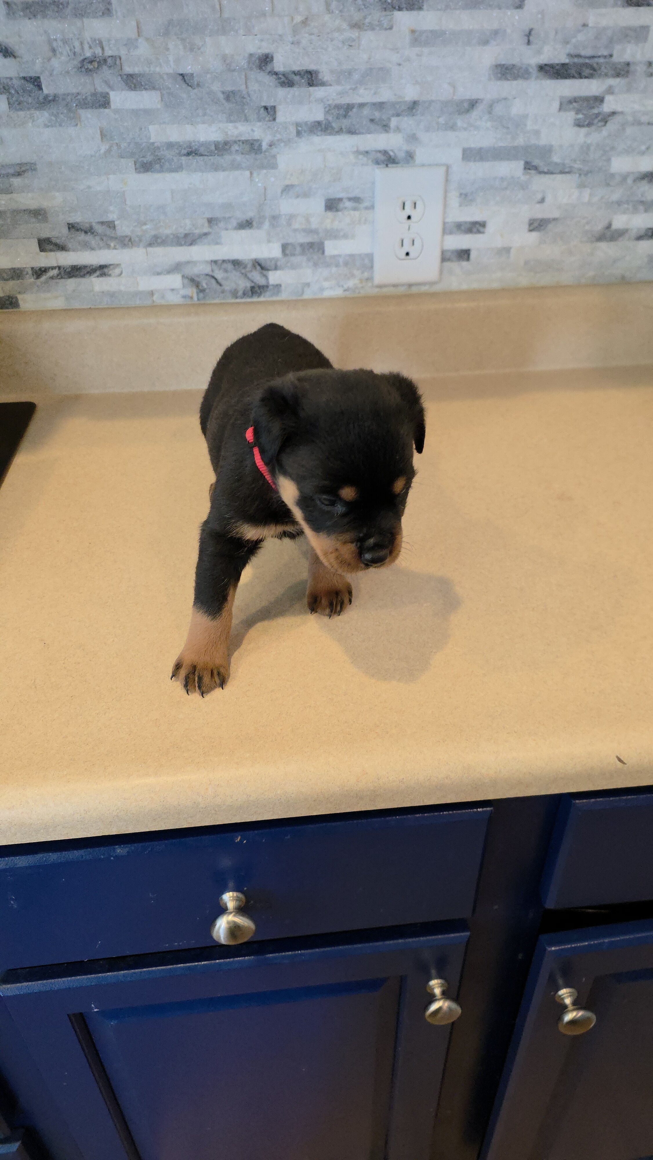 * Rottweiler Puppies* image 8