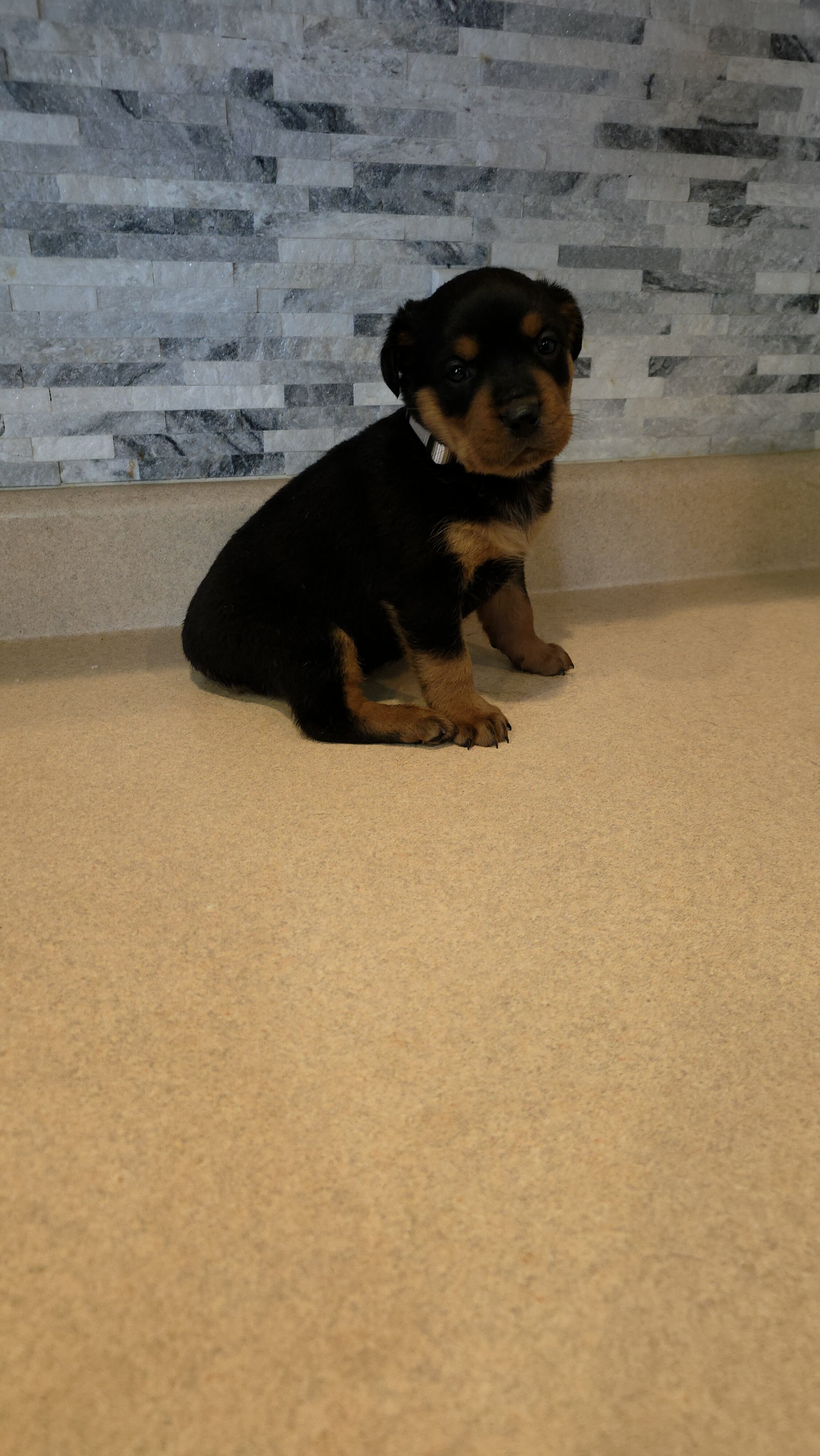 * Rottweiler Puppies* image 2