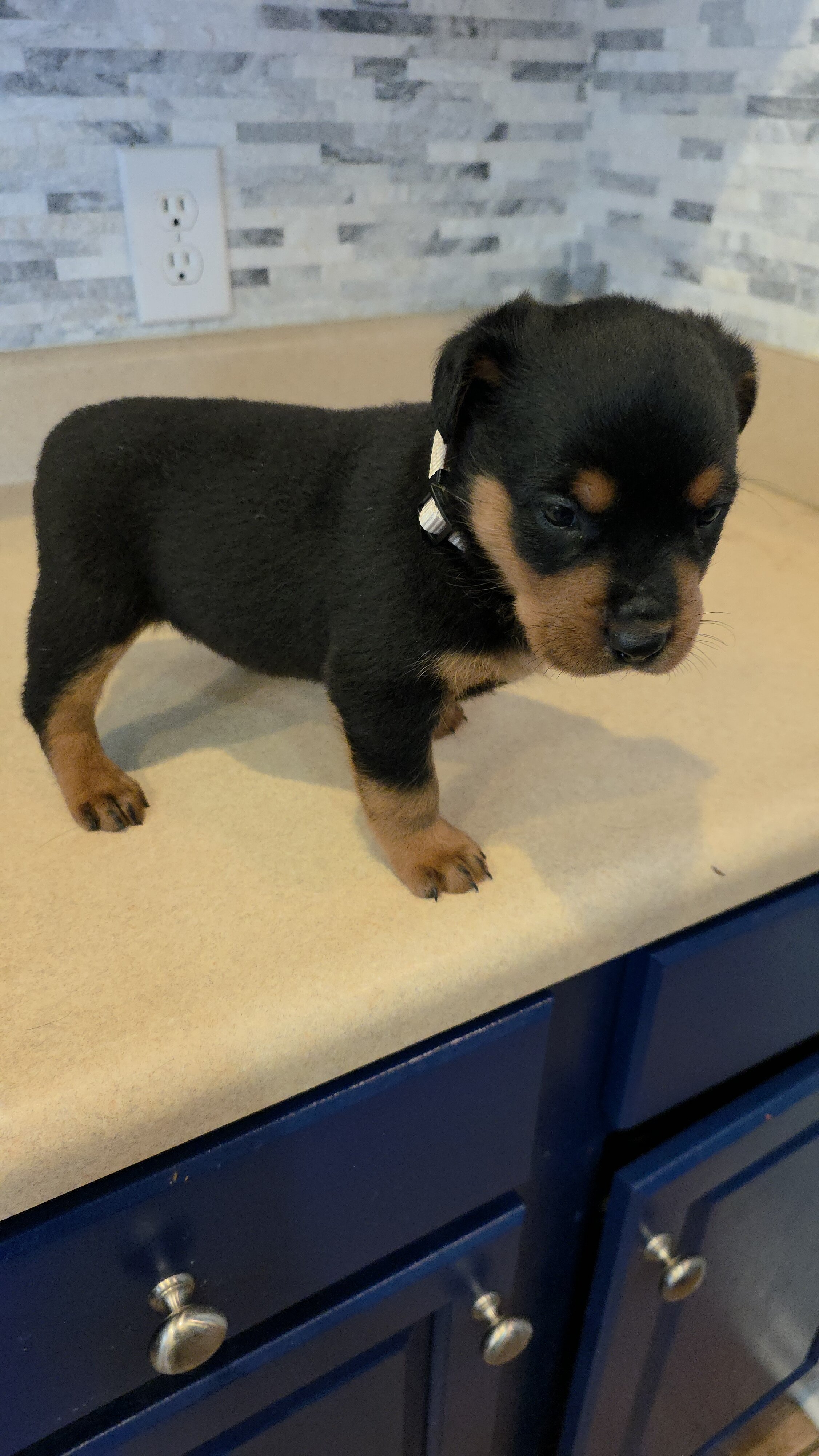* Rottweiler Puppies* image 1