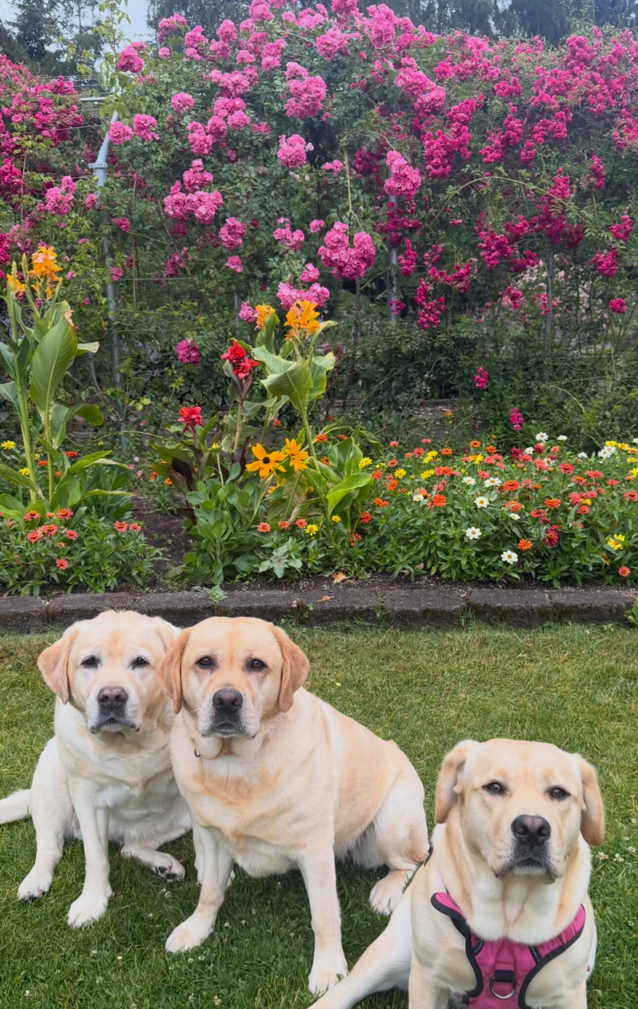Beautiful Labrador Retriever Puppy Available image 6